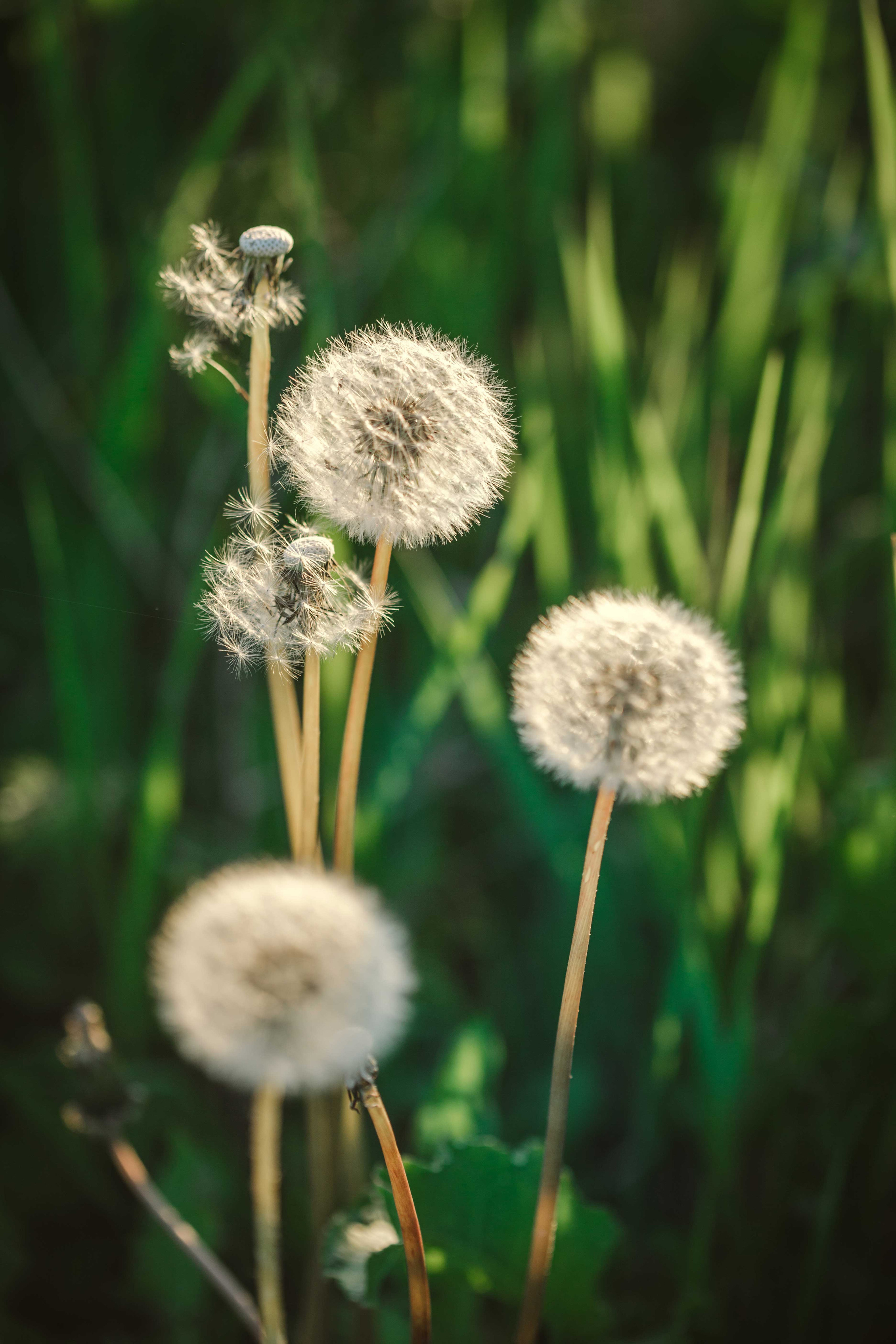 Свадебная фотография. Свадебный фотограф и видеограф в Анапе