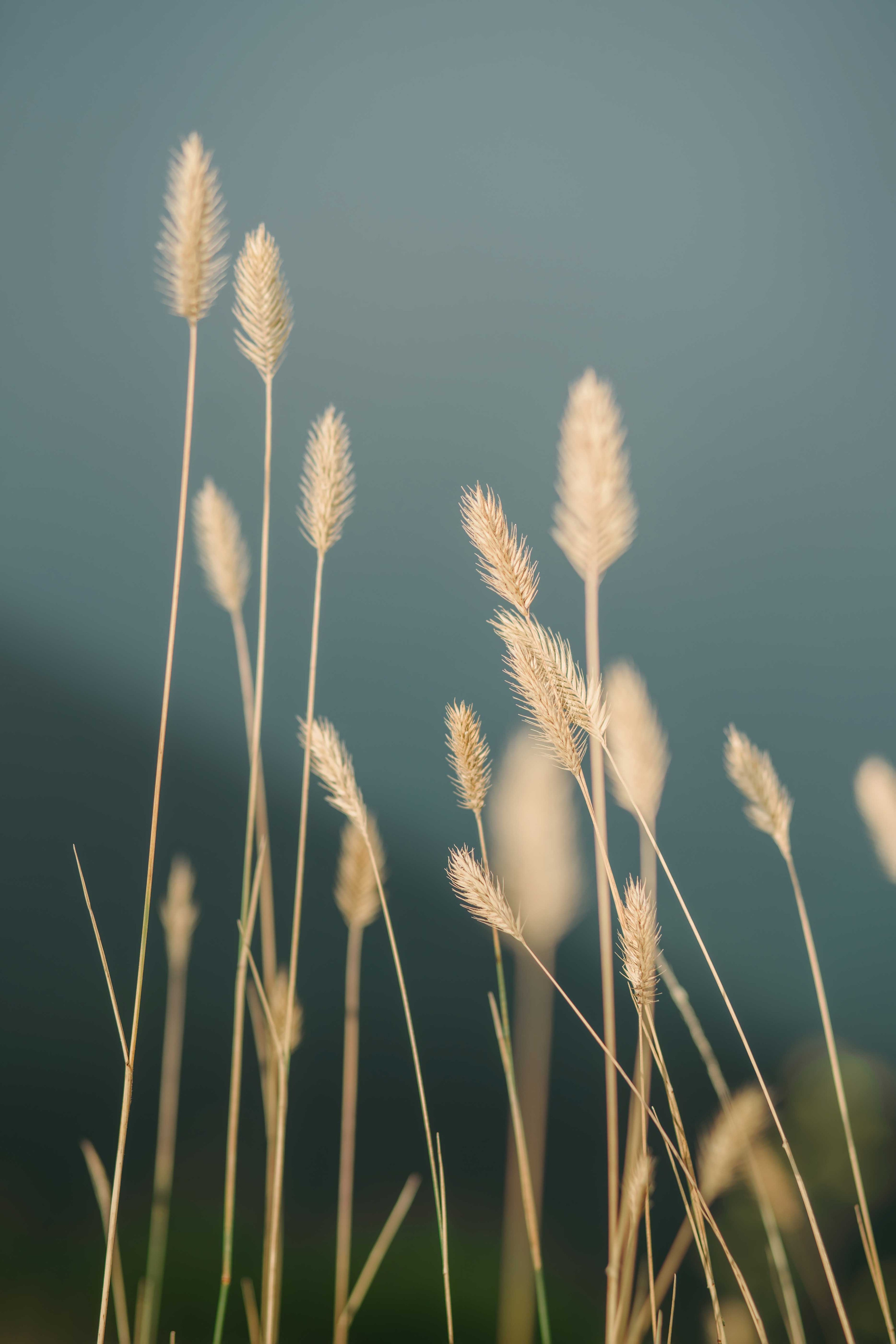 Фотосессии о любви. Свадебный фотограф и видеограф в Анапе