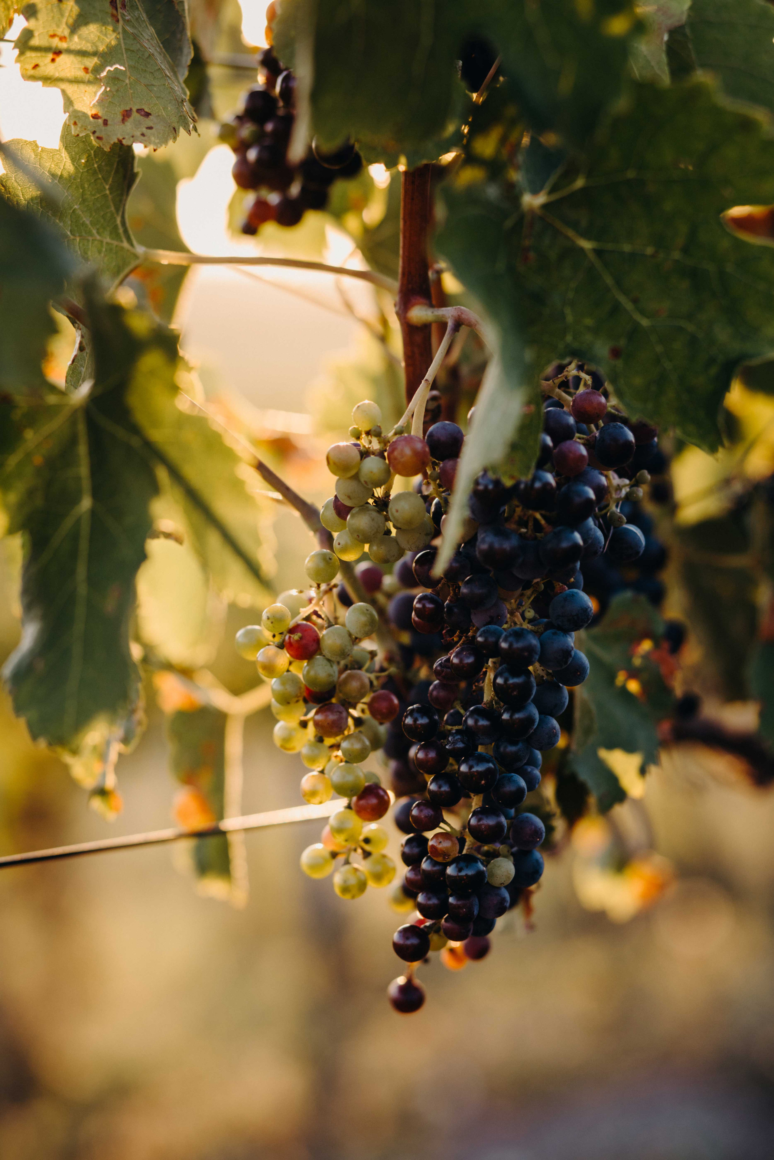 Фотосессии о любви. Свадебный фотограф и видеограф в Анапе