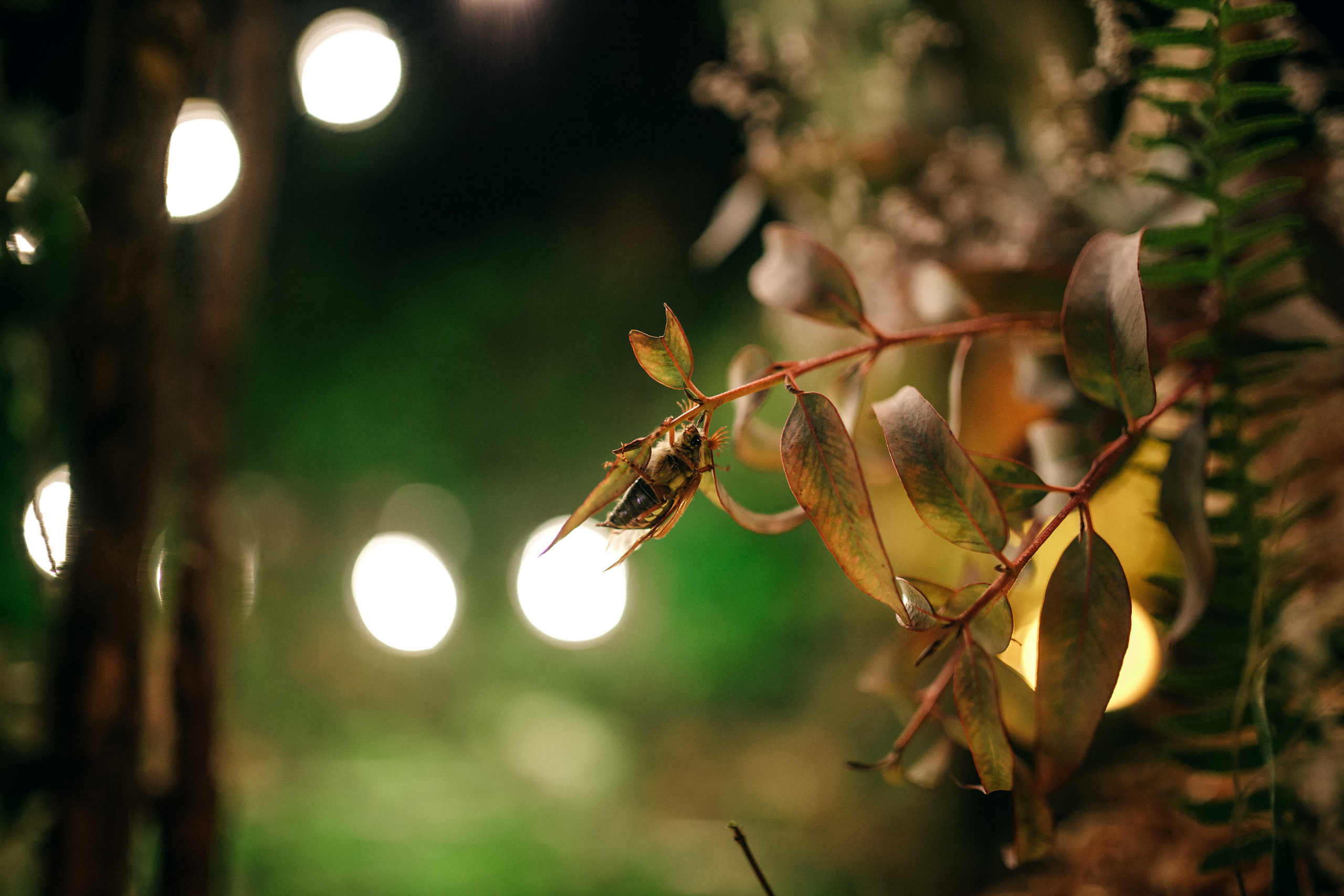 майский жук на свадьбе