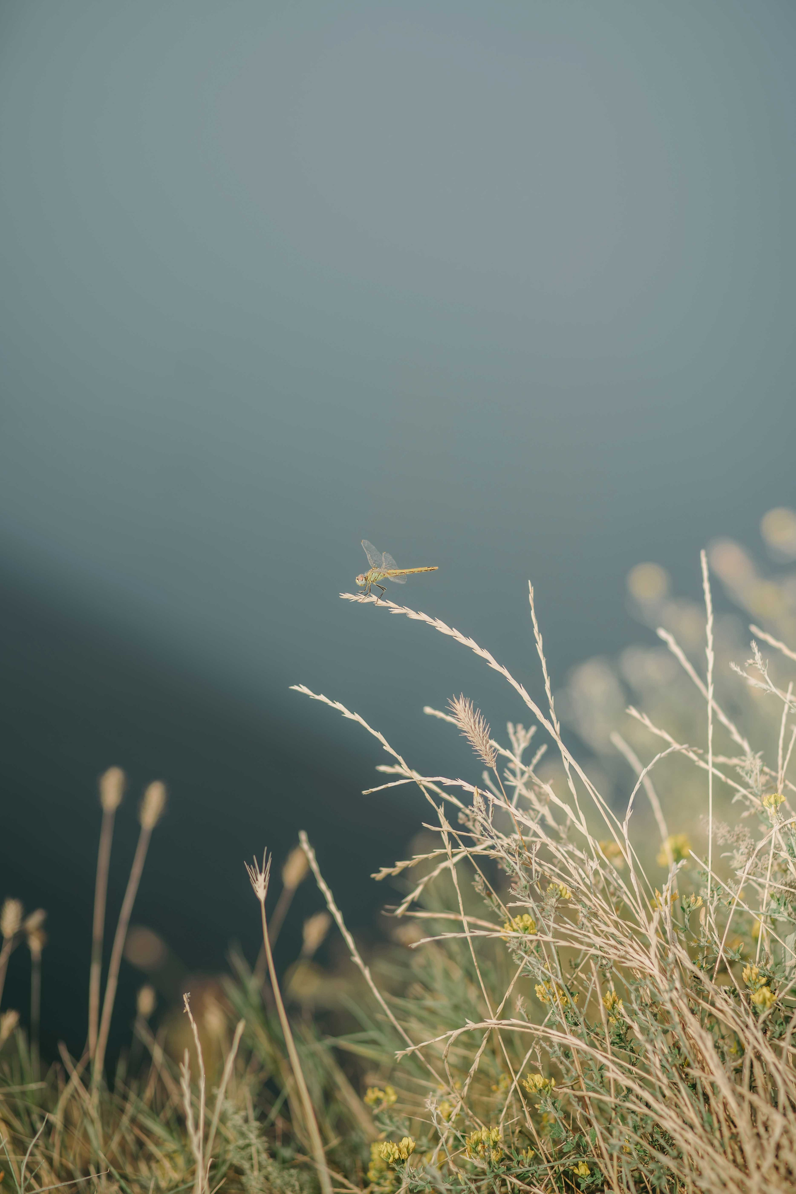 Фотосессии о любви. Свадебный фотограф и видеограф в Анапе