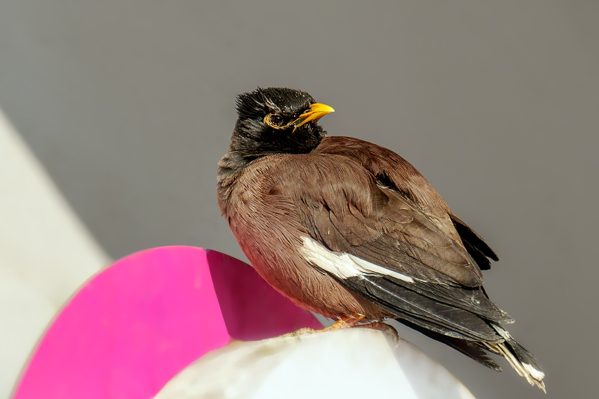 Удивительные мир птиц. Вокруг нас столько прекрасного — присмотритесь!. Ваш личный фотограф Марина Волкова