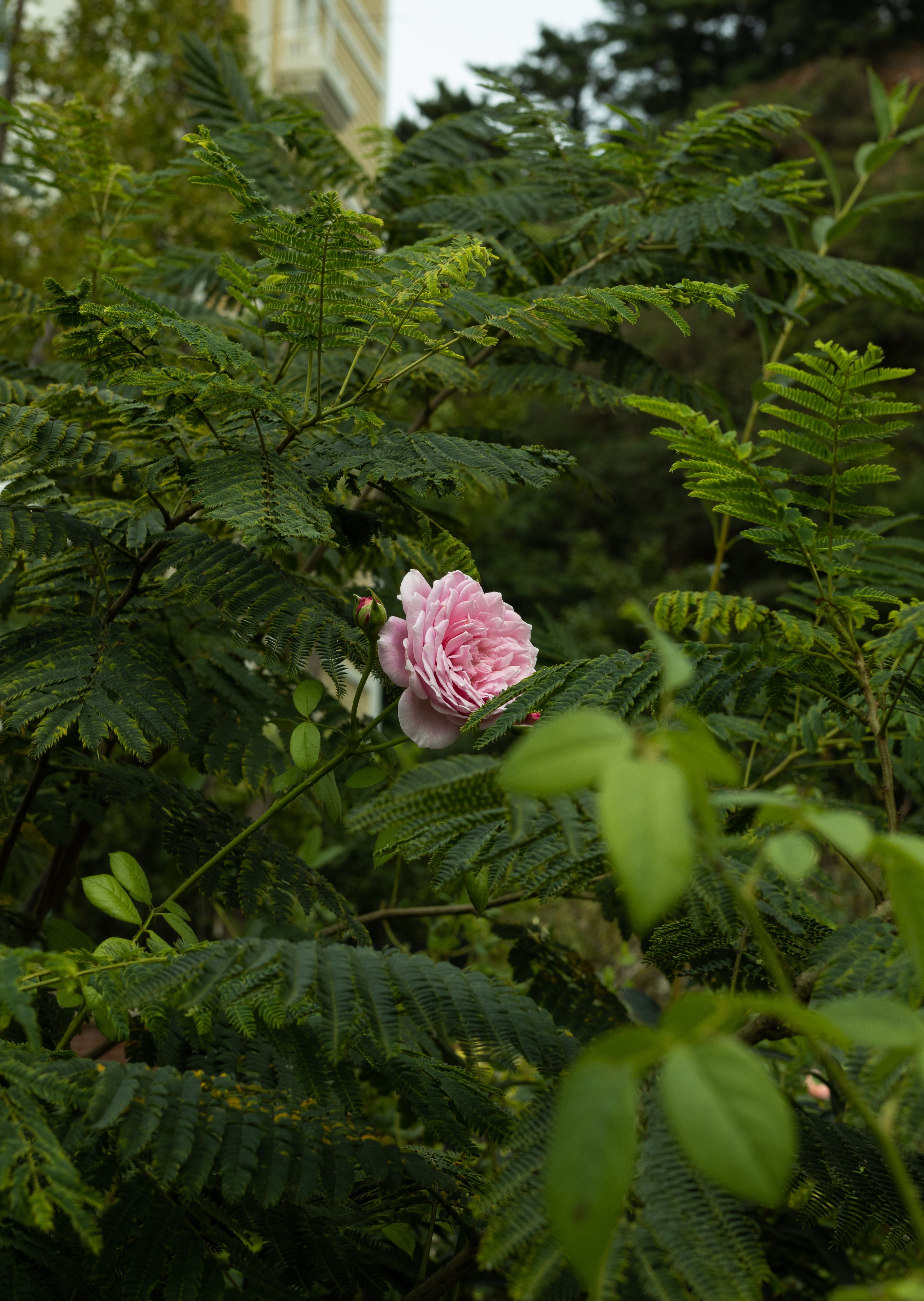 Константин Кириченко