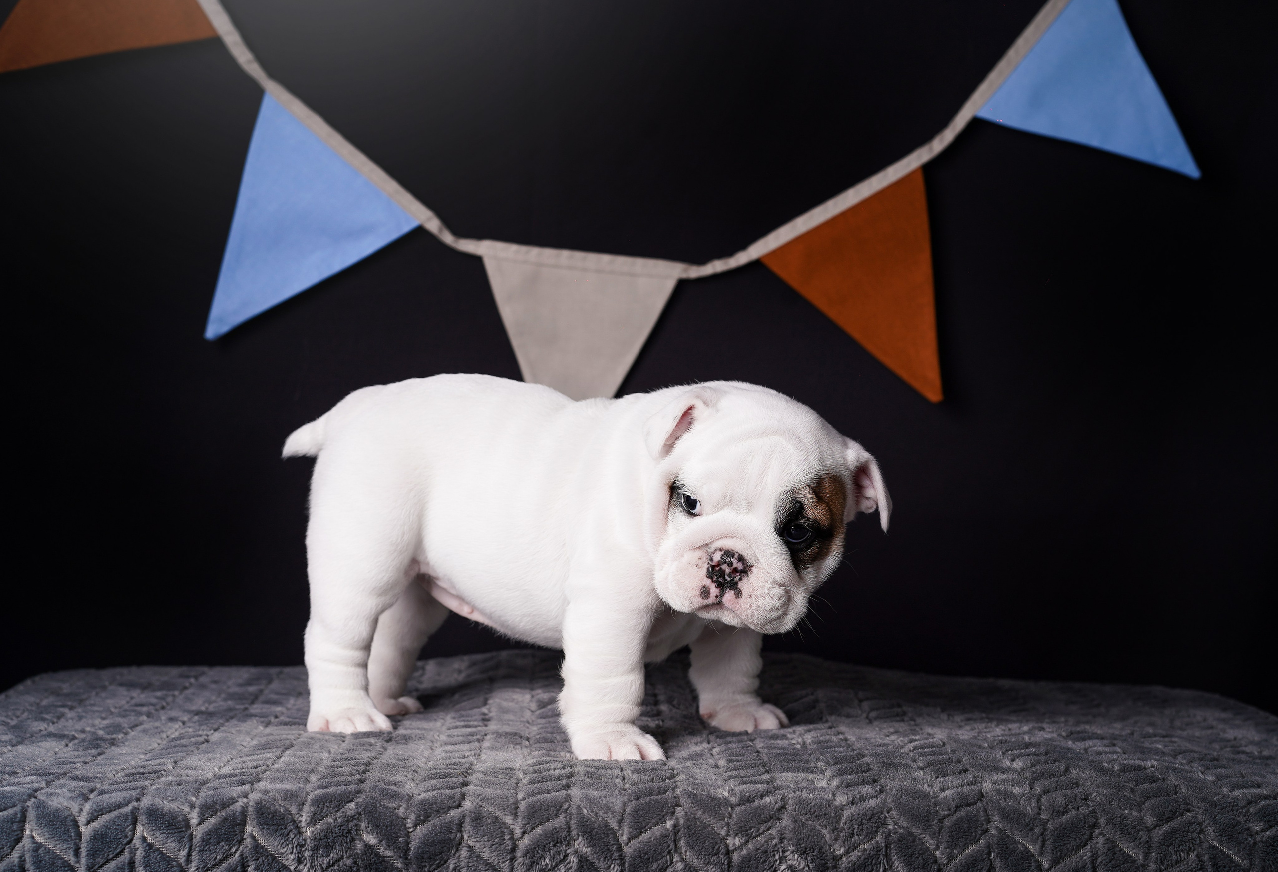 Щенки бульдога. Фотограф-анималист в Санкт-Петербурге Яна Мартынова