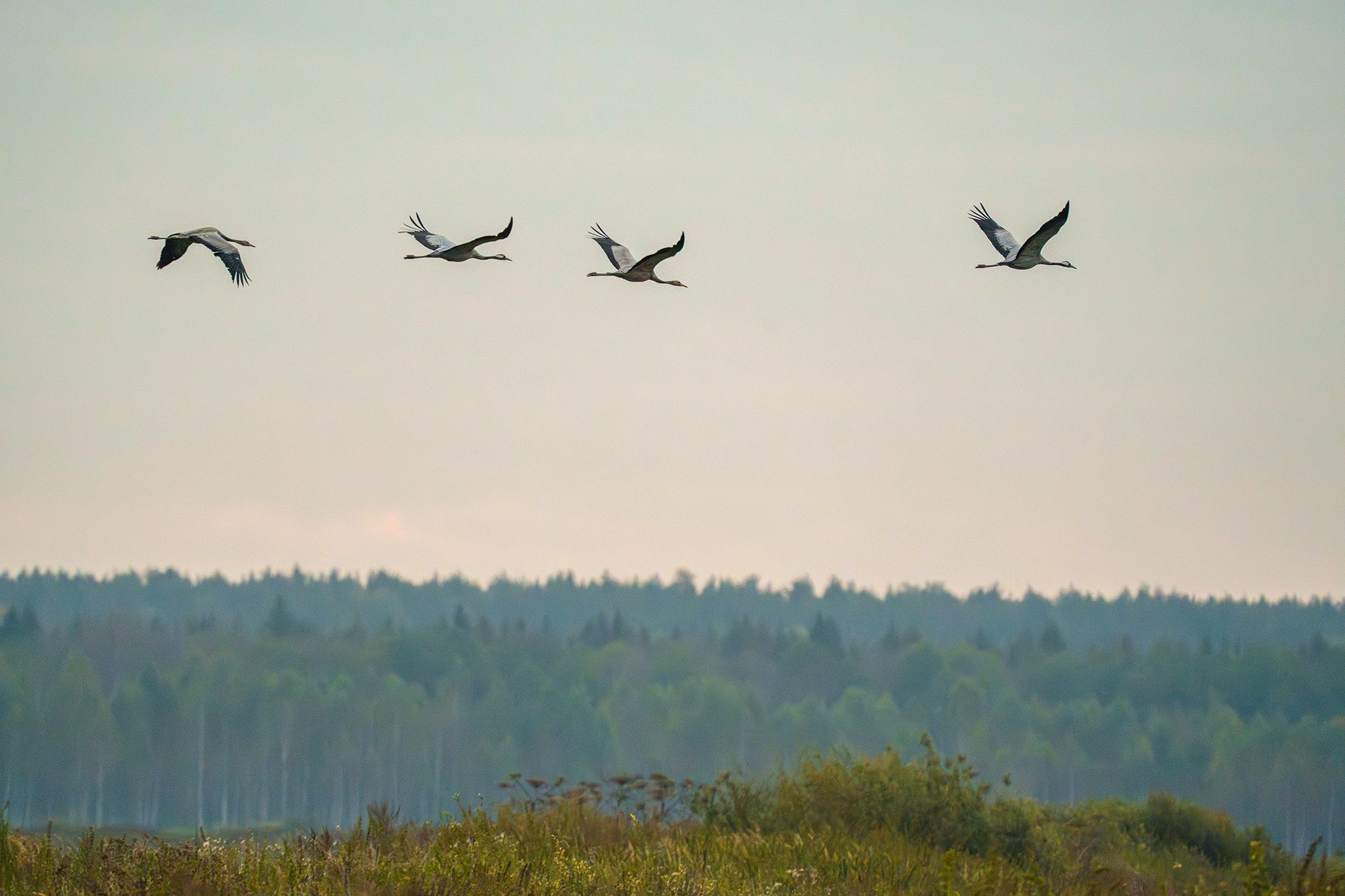 Удивительные мир птиц. Вокруг нас столько прекрасного — присмотритесь!. Ваш личный фотограф Марина Волкова