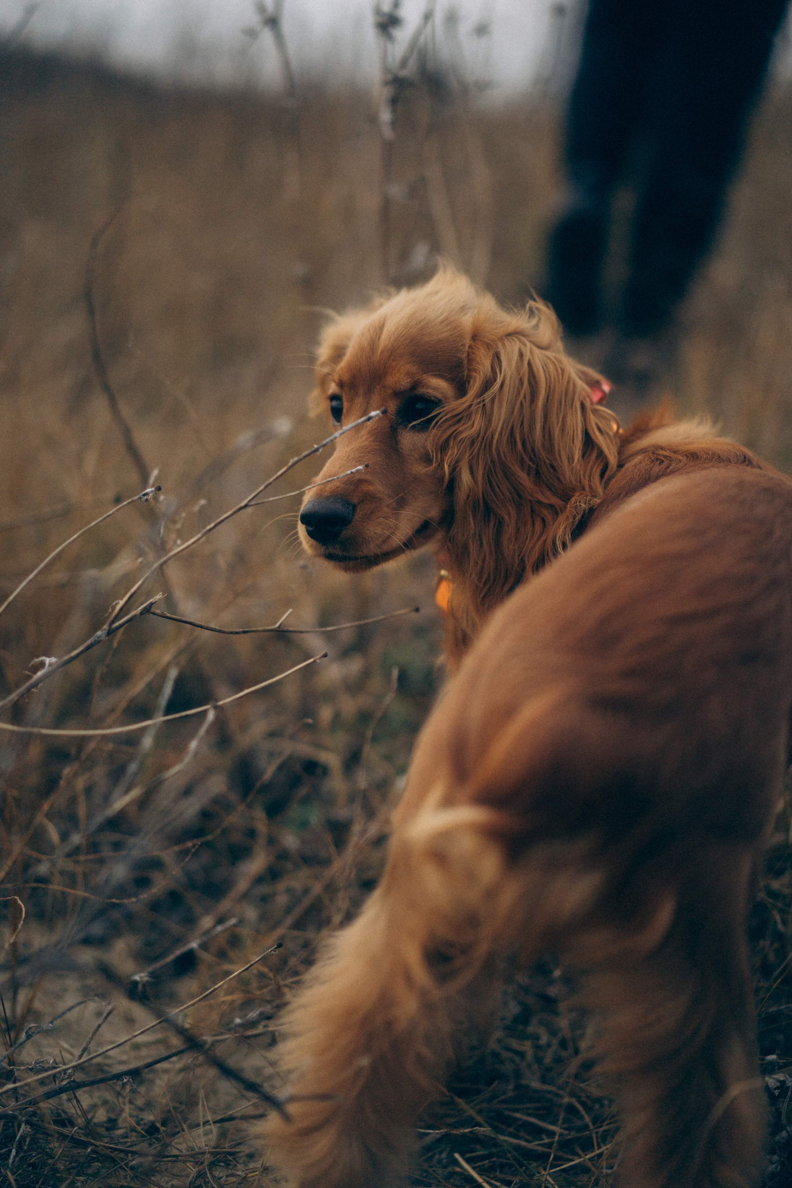 В сказке. Фотограф Дарья Филатова