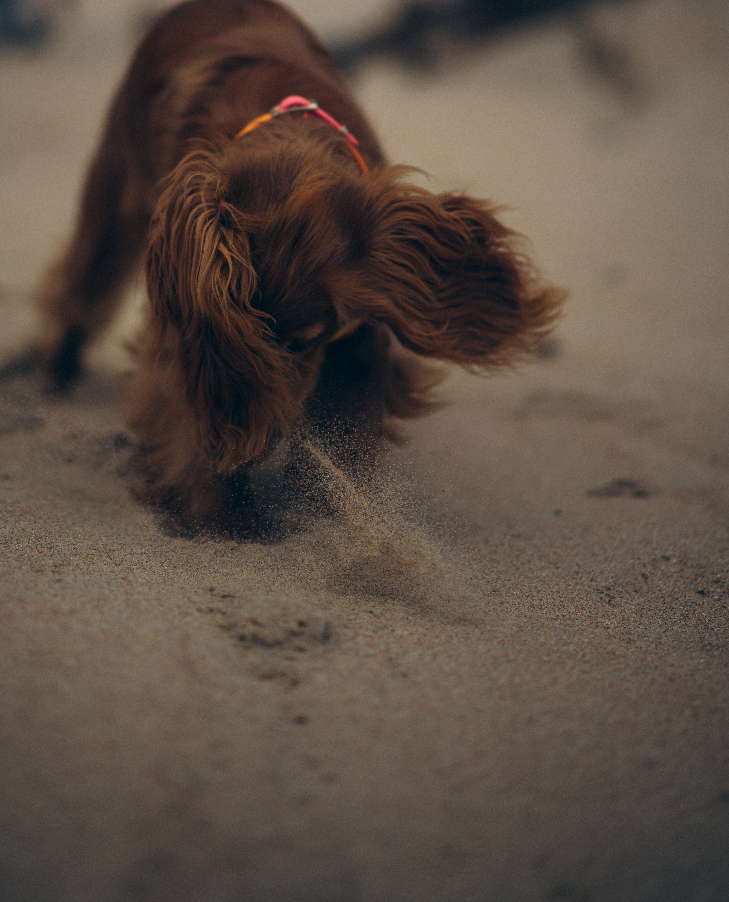 В сказке. Фотограф Дарья Филатова