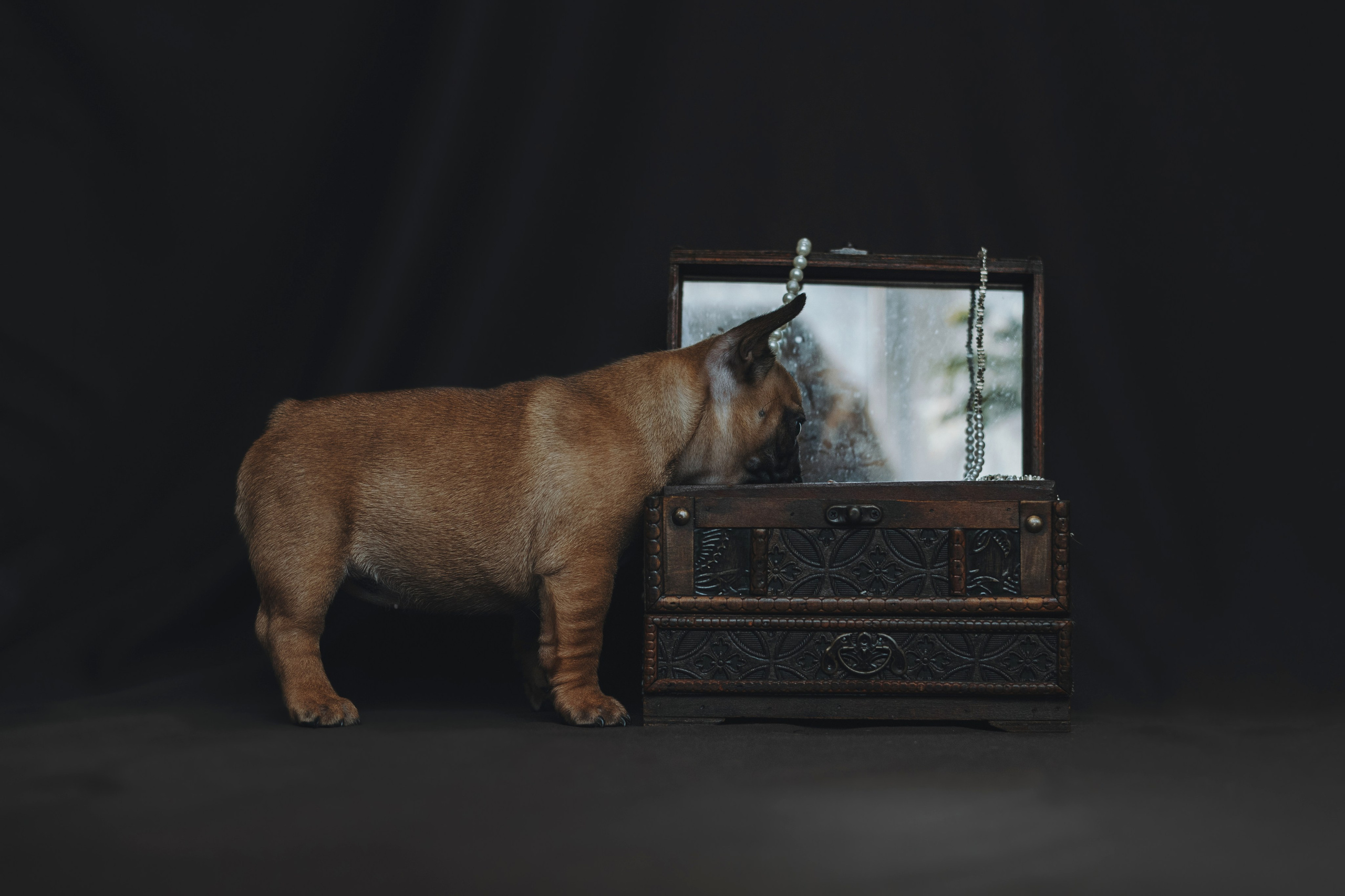 Щеночки. Фотограф — анималист Владивосток, Алина