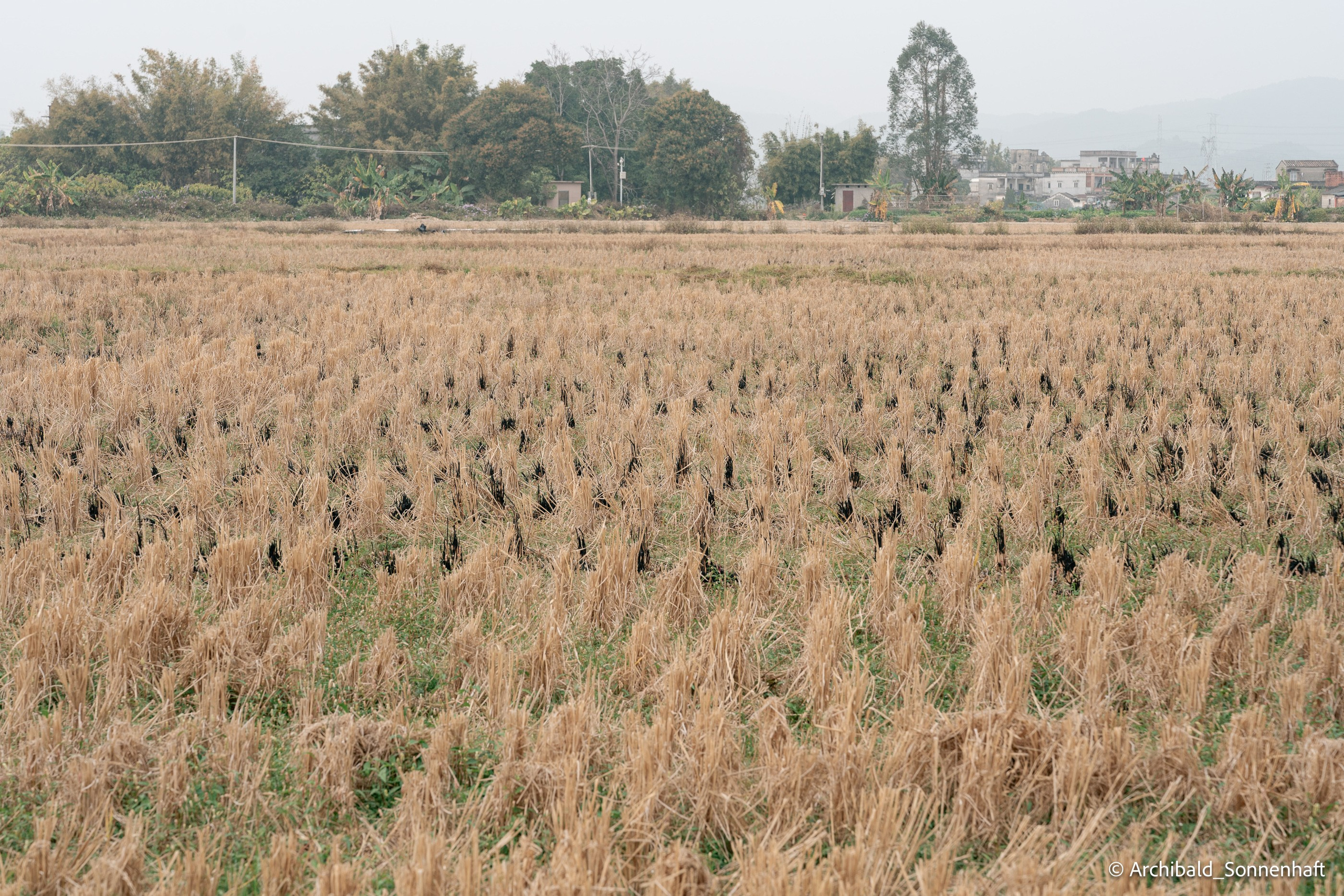 Diaolou in Kaiping. Photographer in Guangzhou, China. Archibald Sonnenhaft