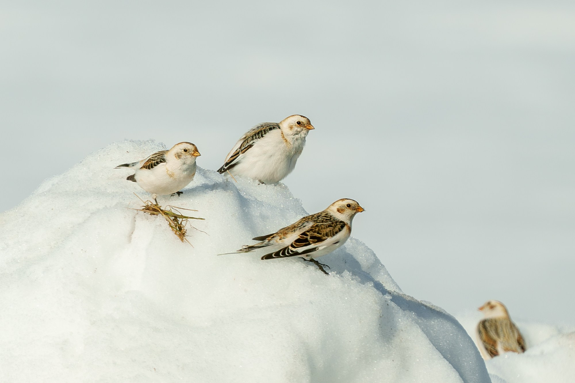 Удивительные мир птиц. Вокруг нас столько прекрасного — присмотритесь!. Ваш личный фотограф Марина Волкова