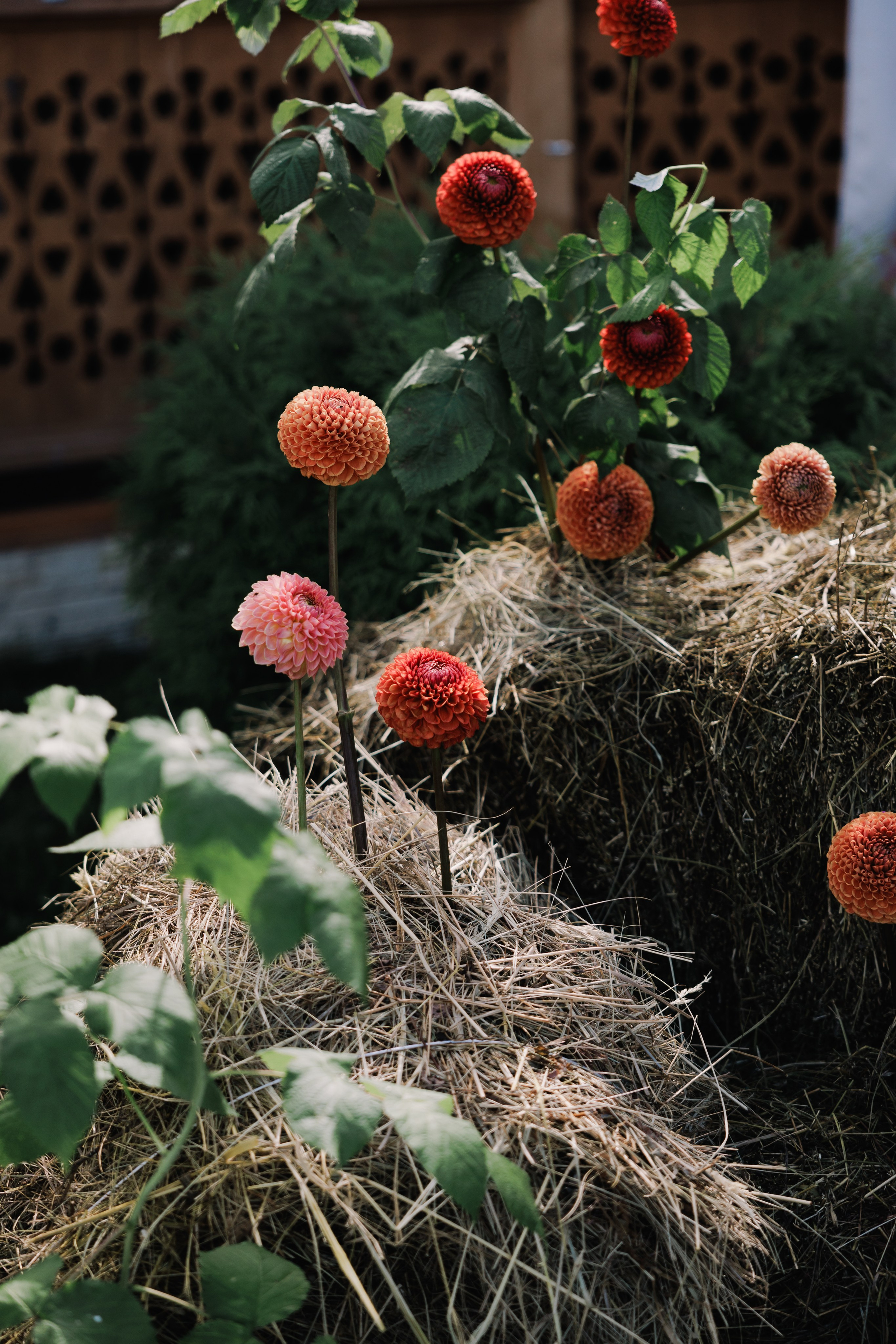 Artem & Viktoria. Wedding and family photographer in Moscow