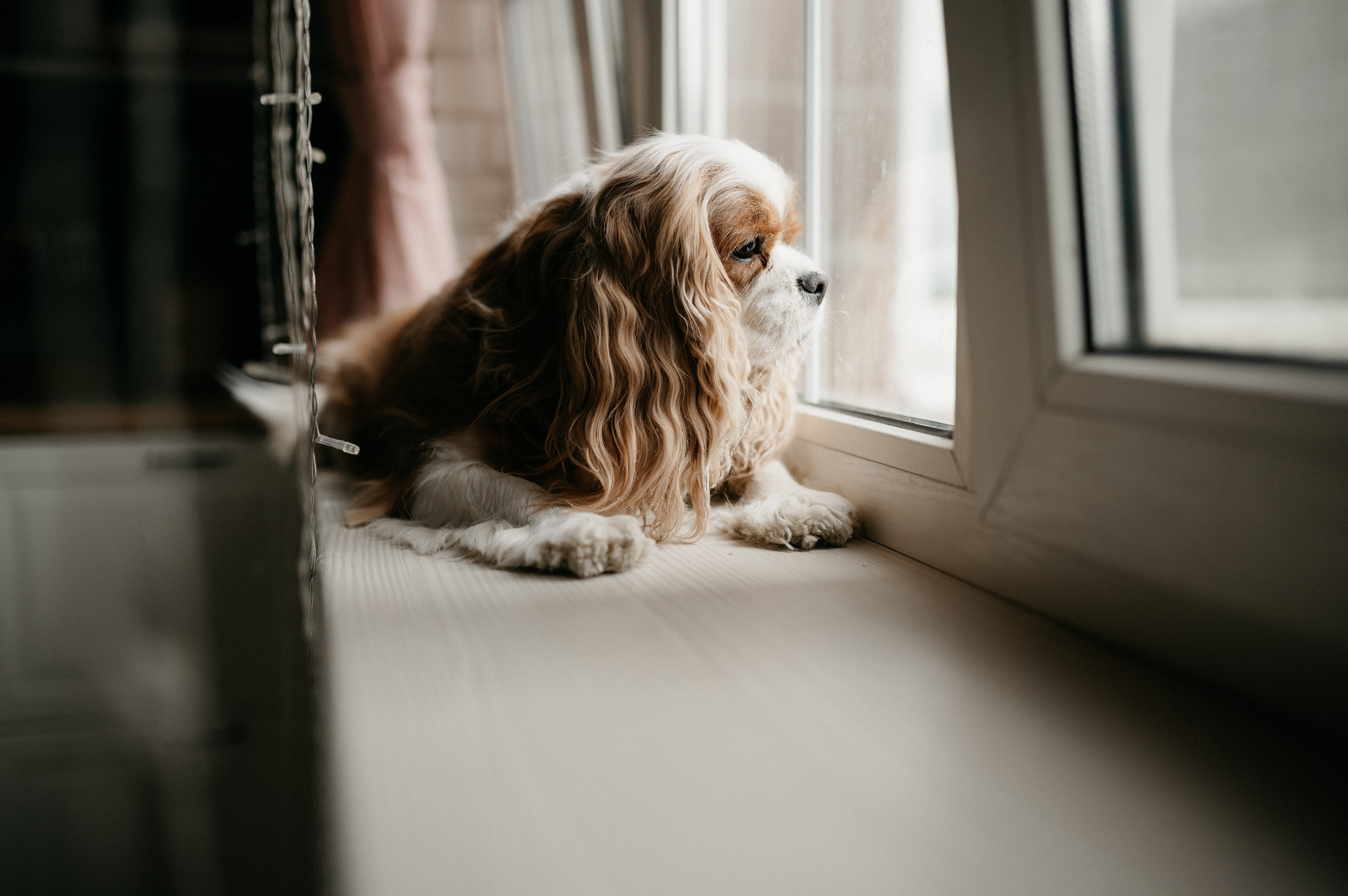 Даша, Диана, Дебби и маленькая крыска. Фотограф анималист в Москве Ольга Агушева