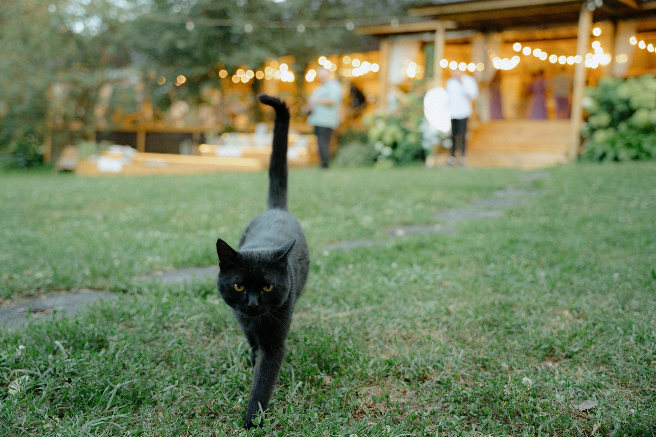Роман+Лиза. Свадебный и репортажный фотограф Александр Родин
