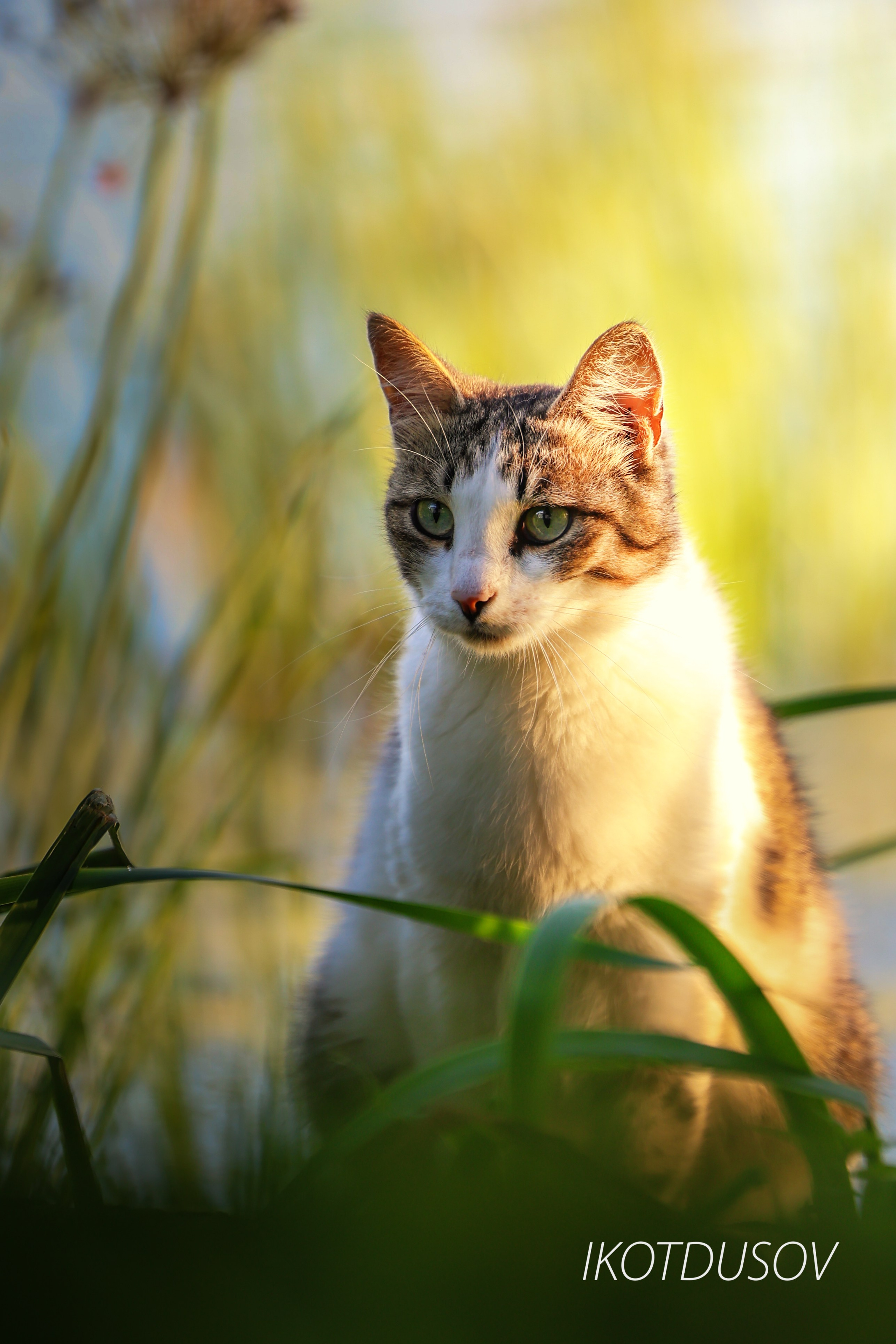 Животный мир. Ikotdusov