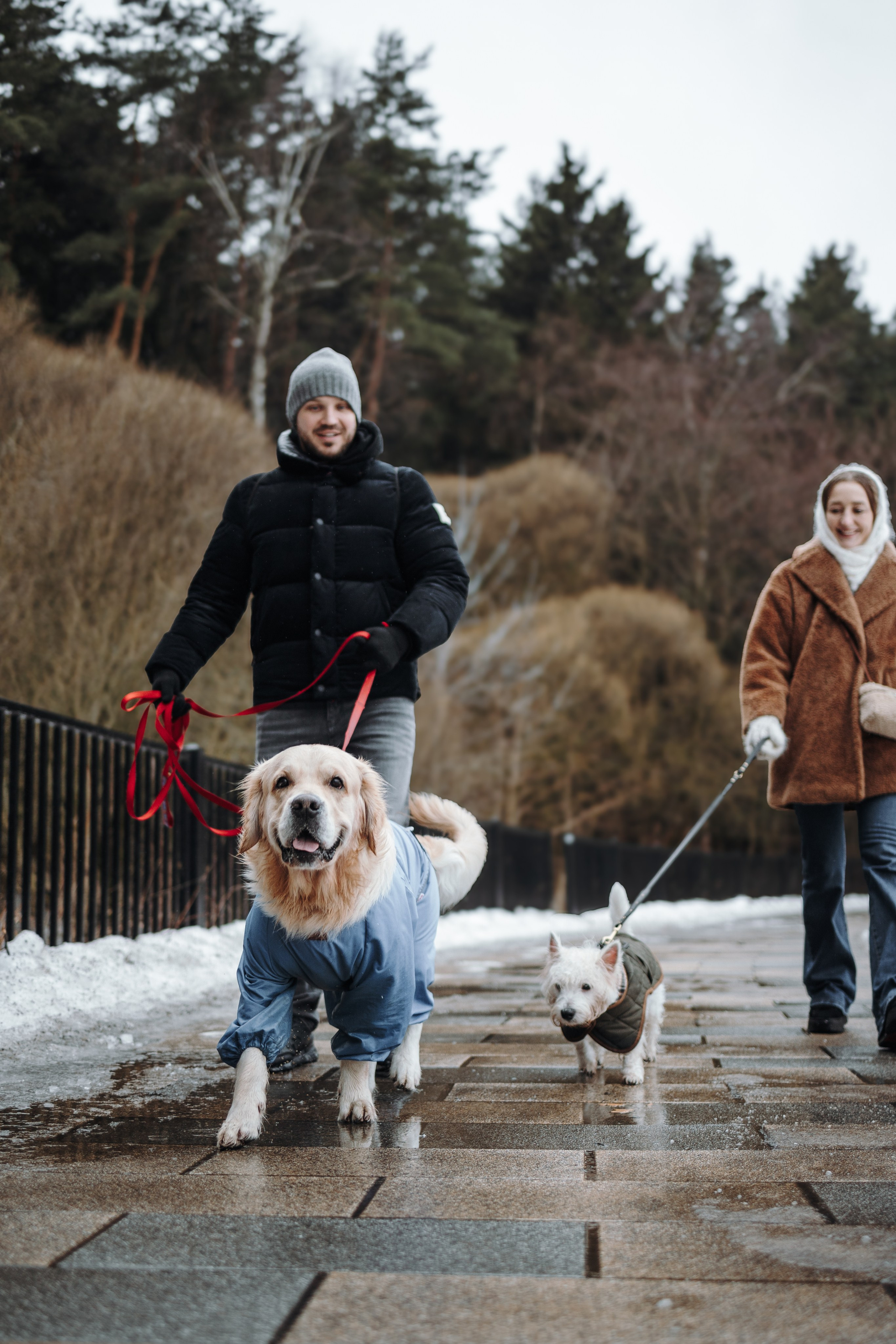 Шелби, Ватсон и ребята. Фотограф — Анималист | Санкт-Петербург