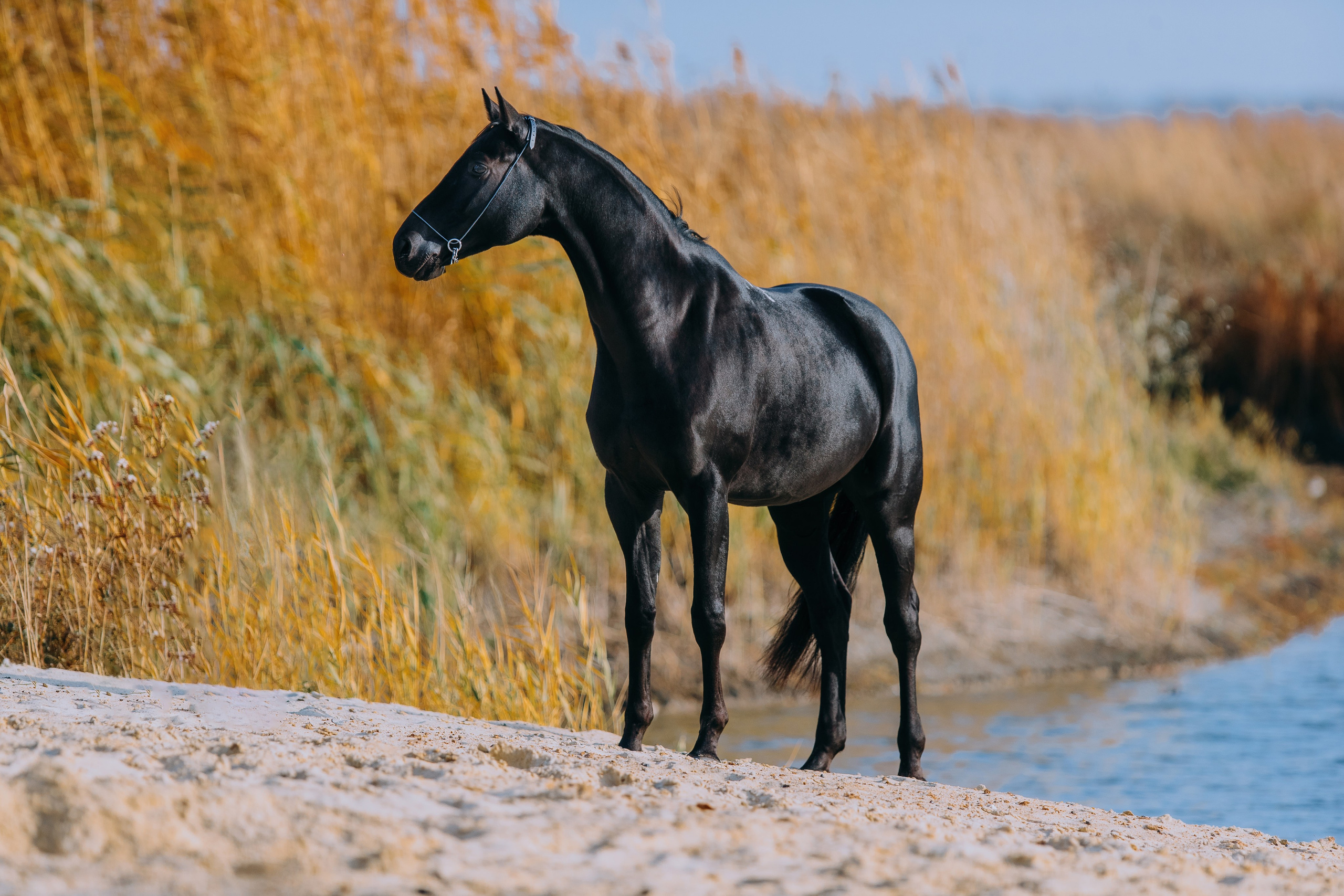 Разное. Фотограф-анималист Ксендзова Кристина