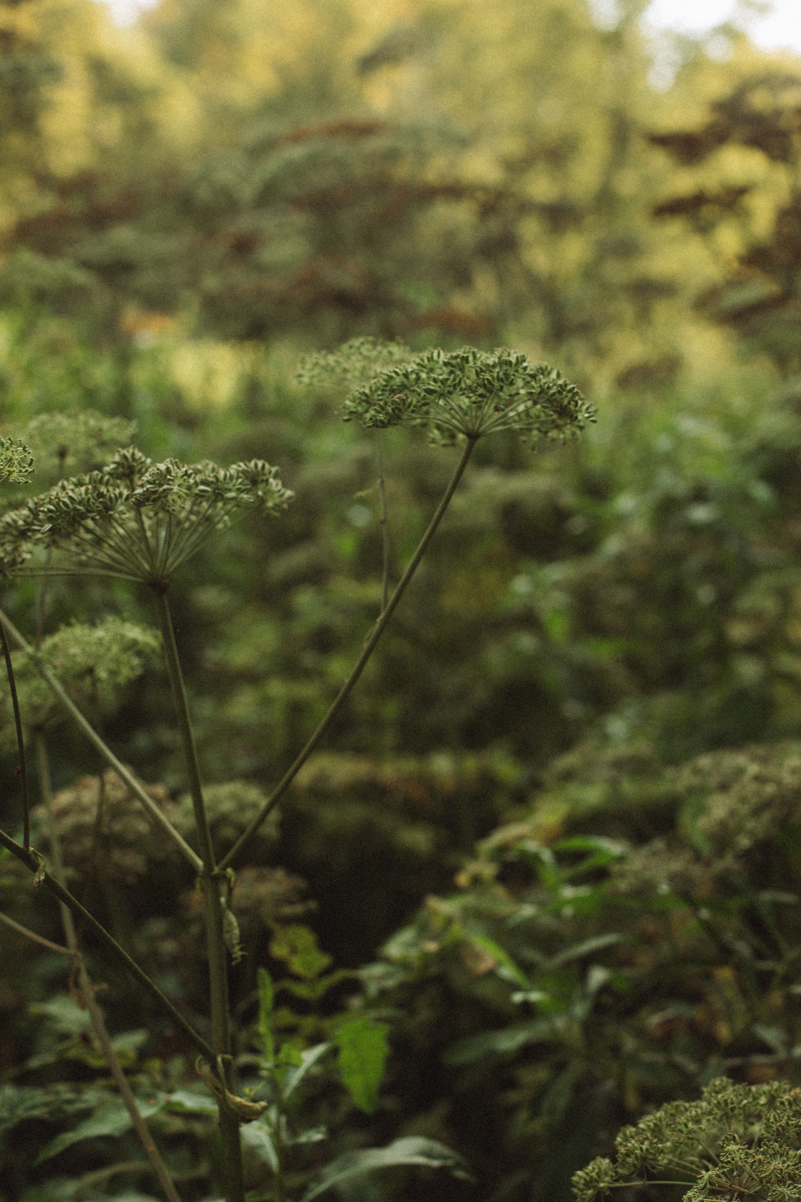Анастасия. Света Полетаева Москва