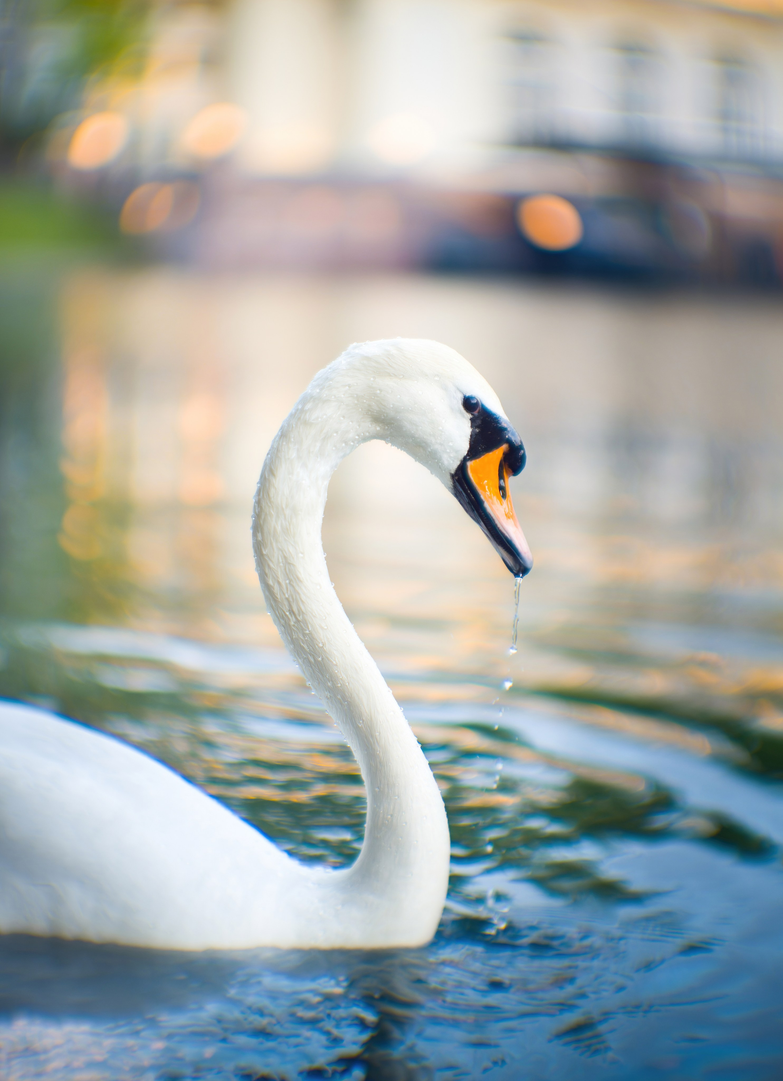 Птицы и животные. Oles Paritskiy