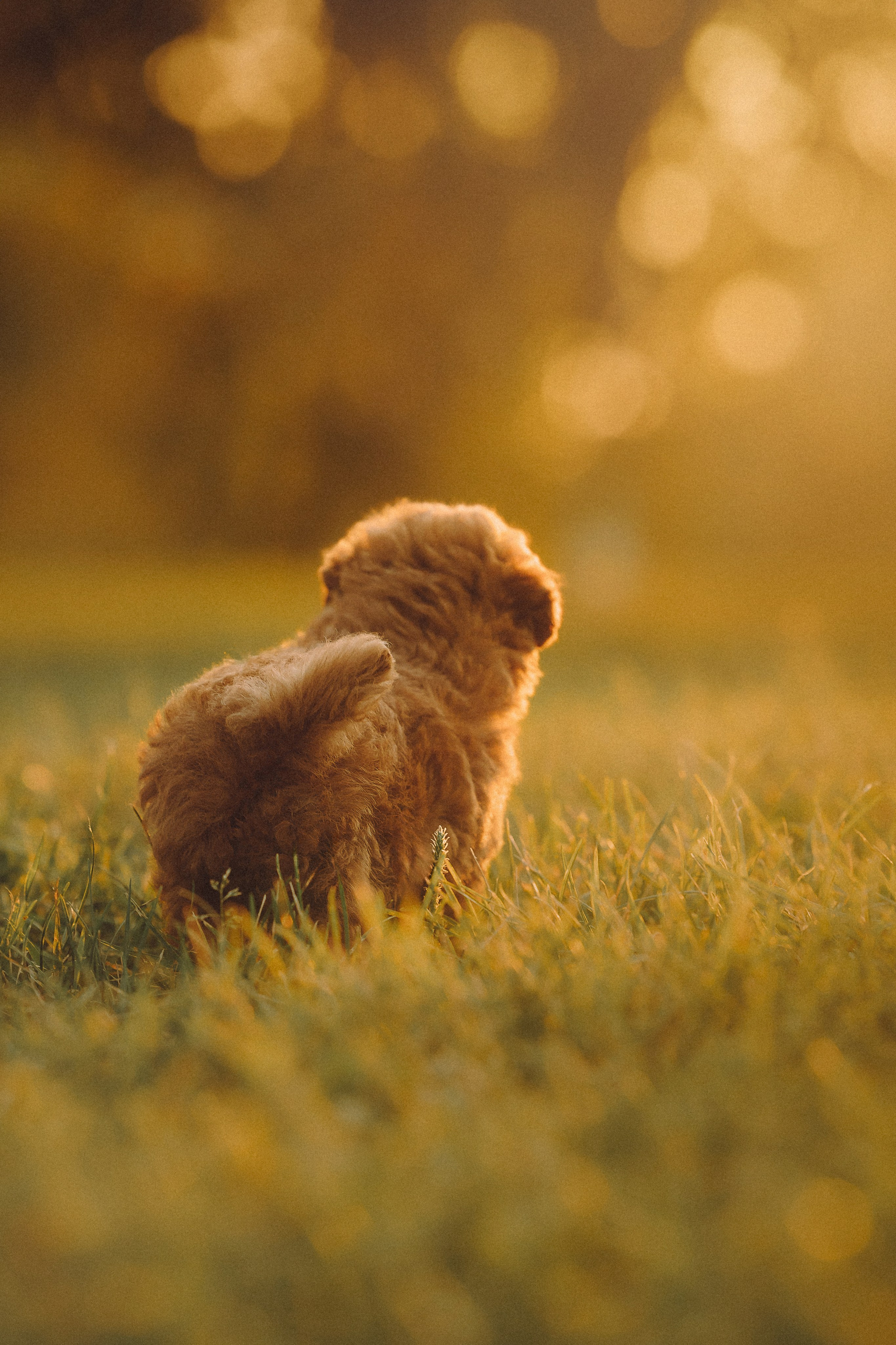 Гречка, Кари и щенки