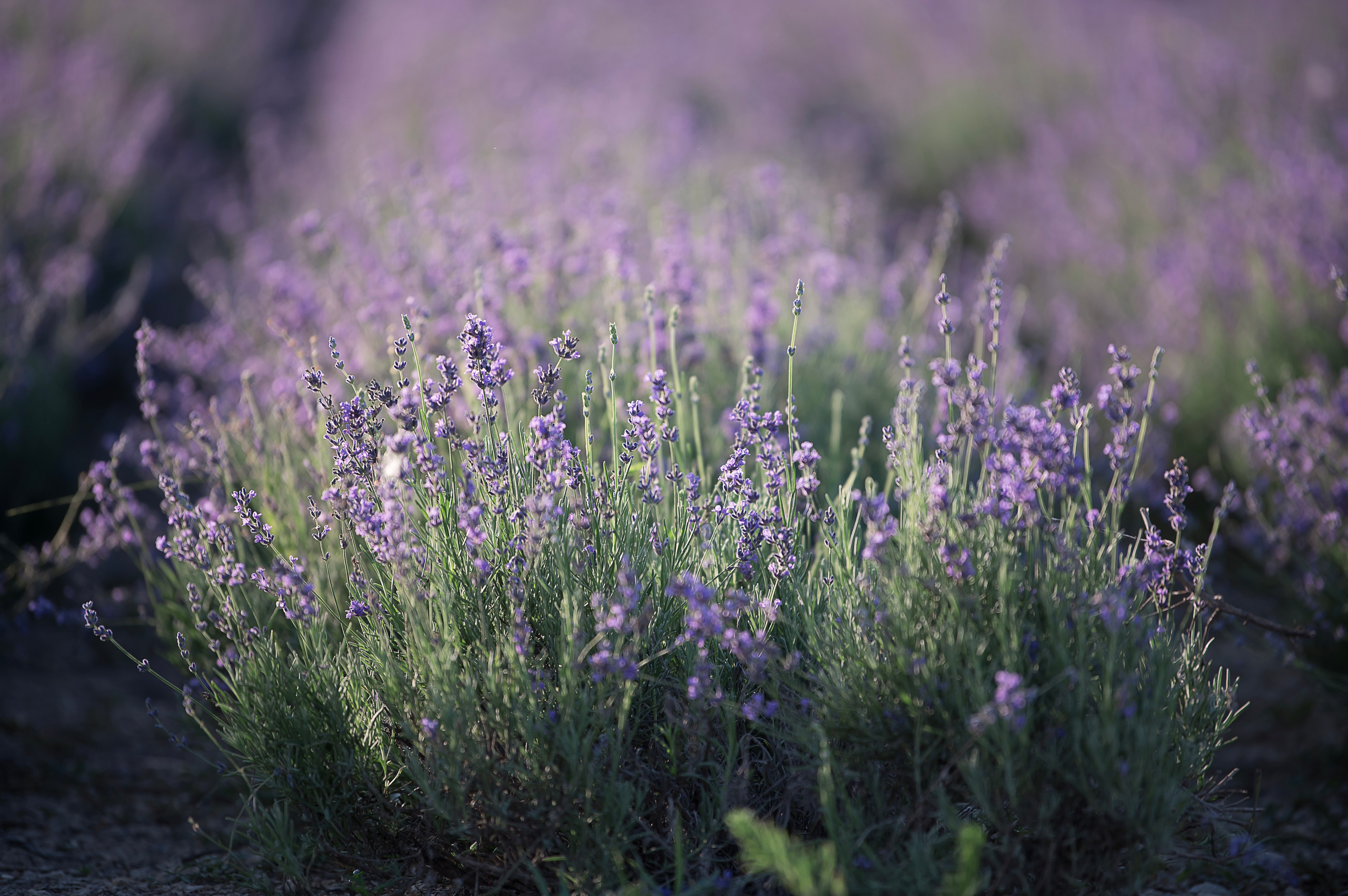 Лаванда. Свадебный и семейный фотограф в Москве Елена Новикова