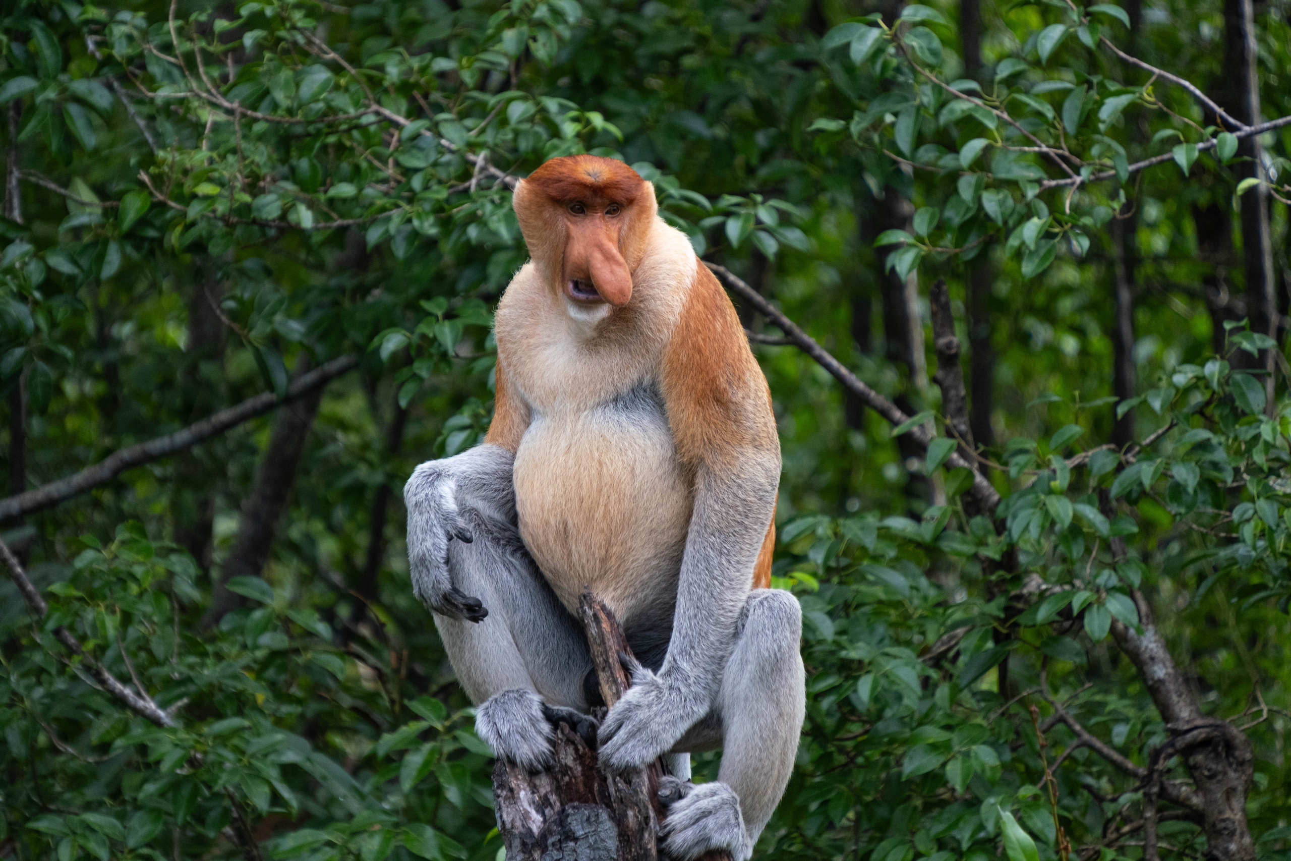О. Борнео, г. Сандакан. В мире животных. Фотографии из путешествий