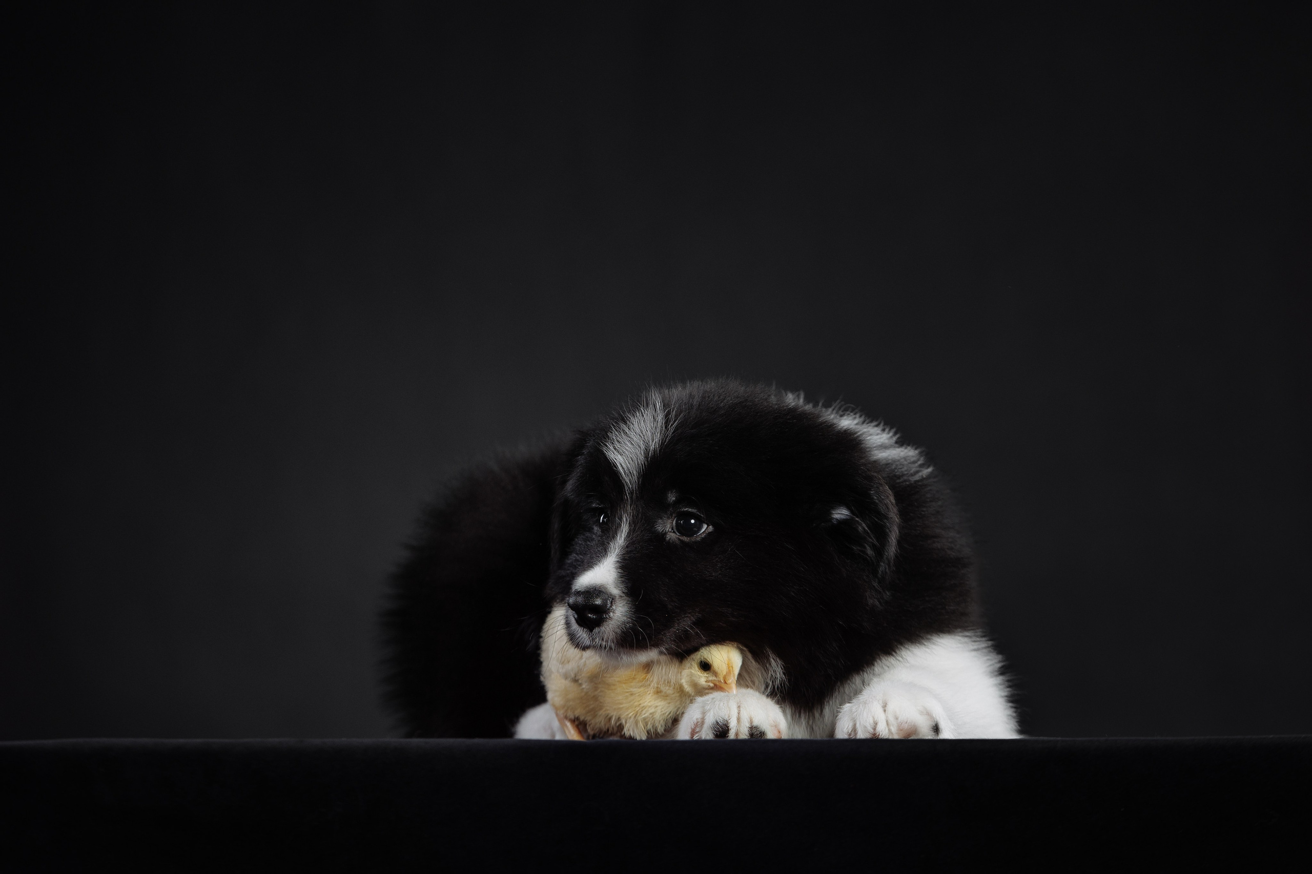 С цыпами. О нас