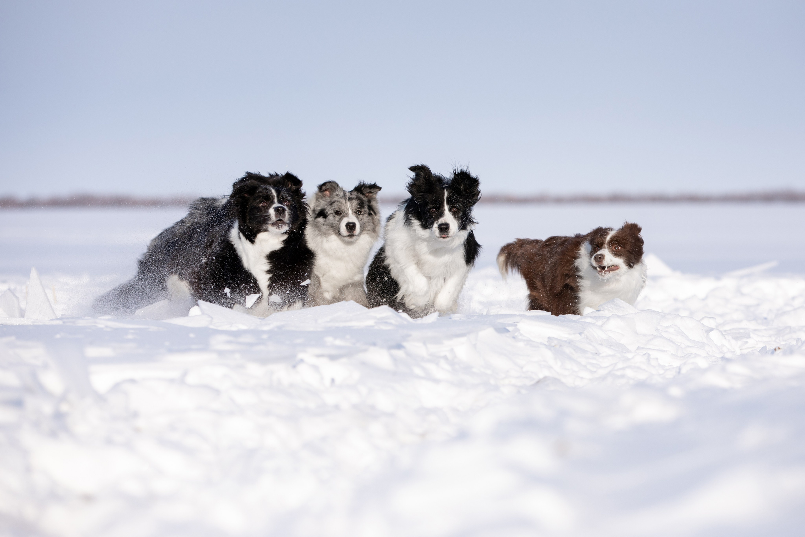 Мороз и солнце. О нас