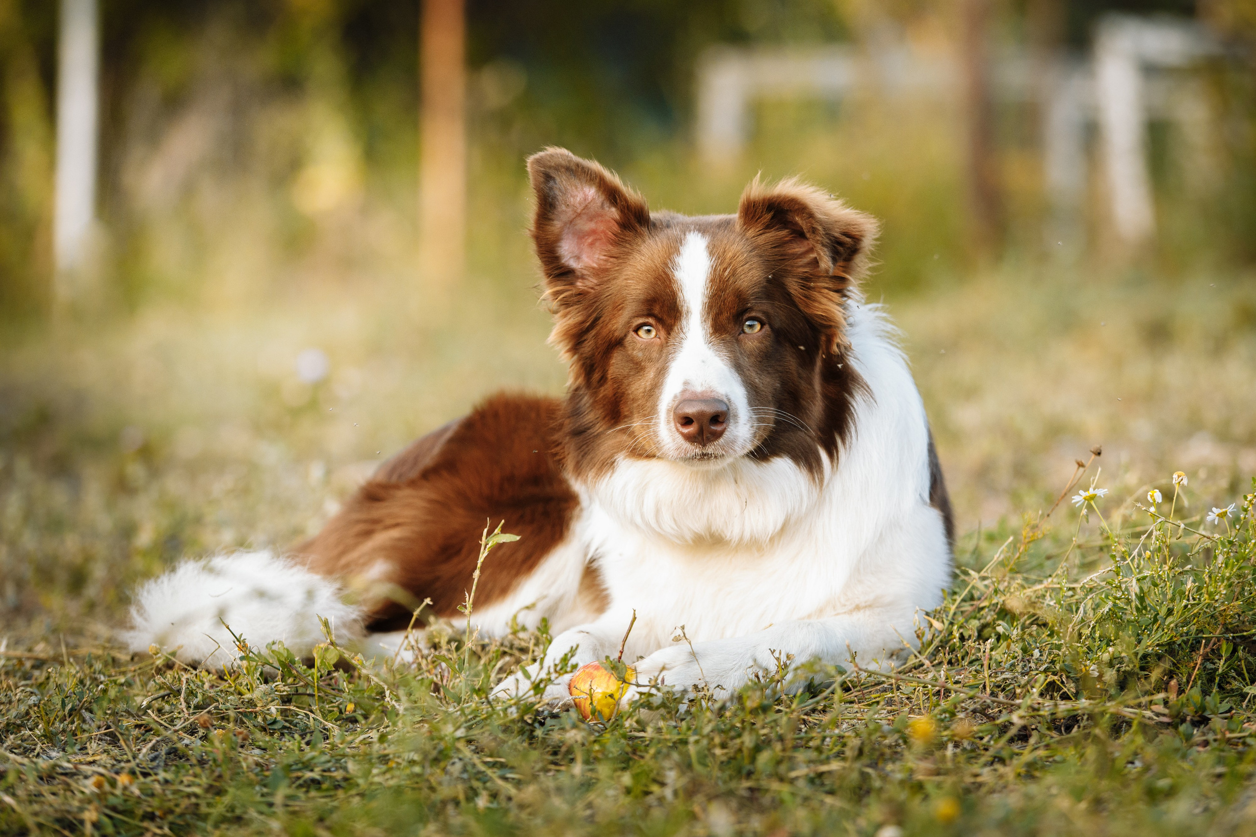 Овечий день. О нас