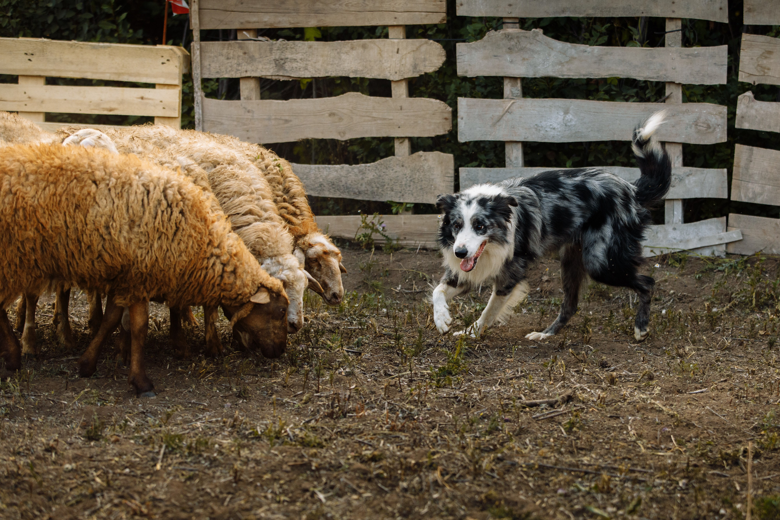 Овечий день. О нас