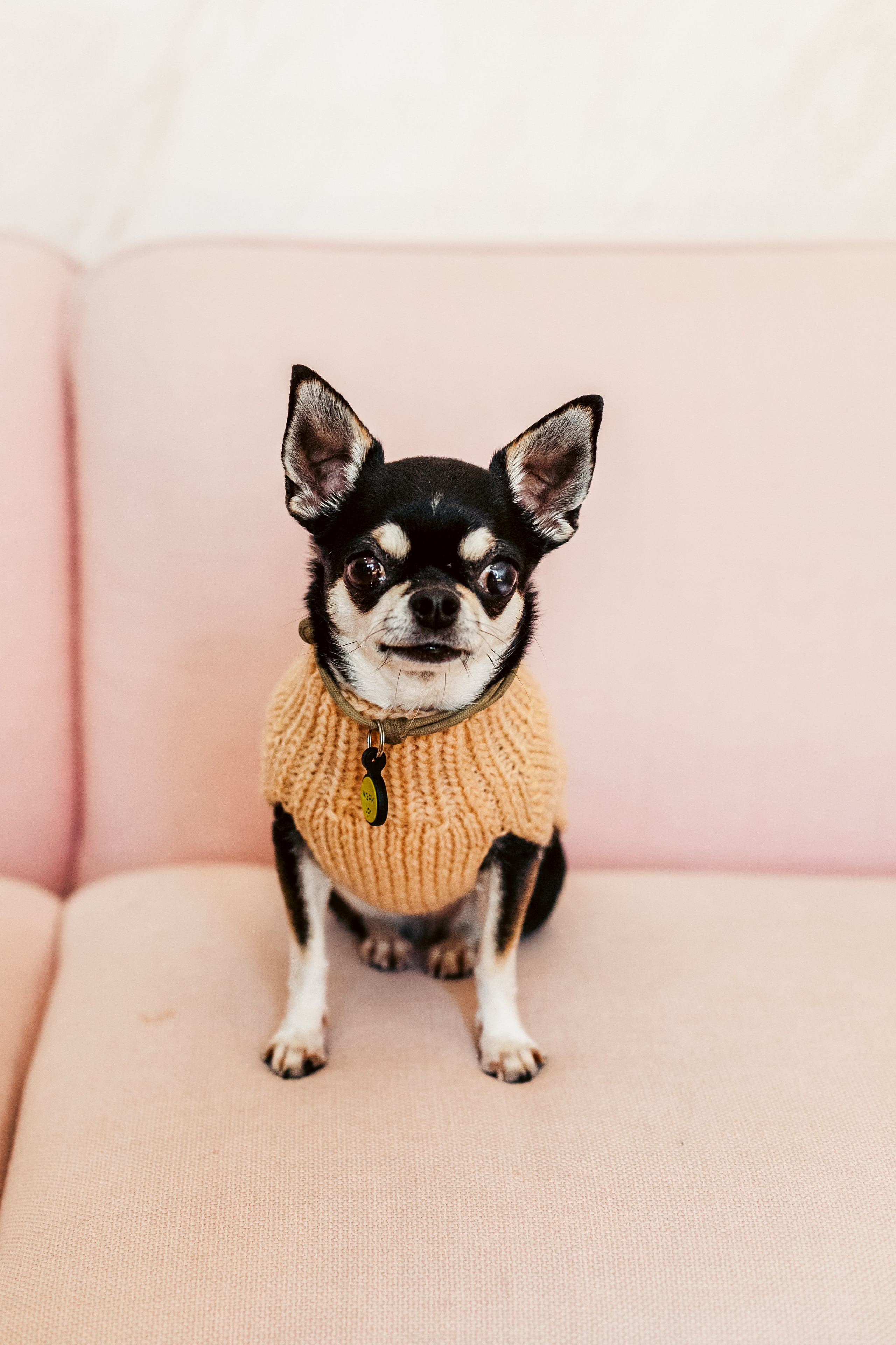 Семейная фотосессия. Фотограф-анималист Татьяна Степанова