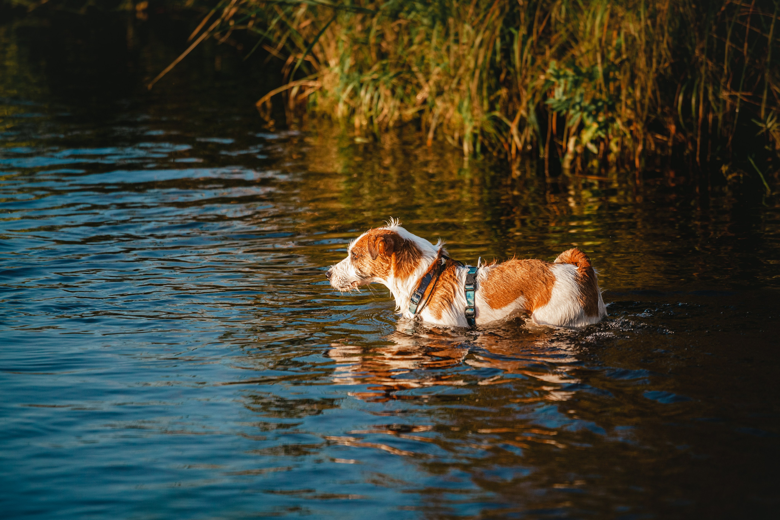 Фотопрогулка в Ленобласти. Фотограф-анималист Татьяна Степанова
