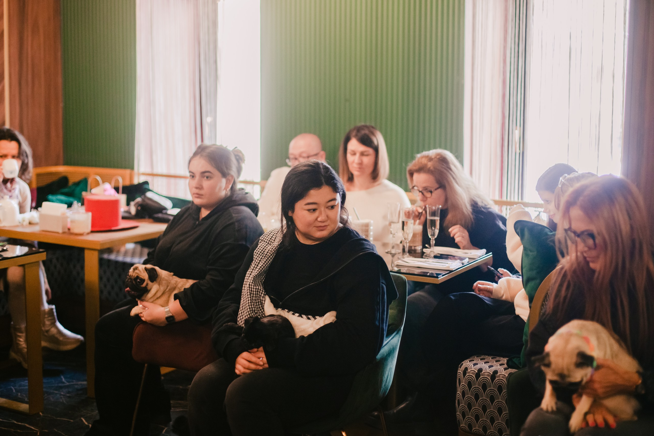 Мопсовстреча 02.12.2023. Фотограф-анималист Татьяна Степанова