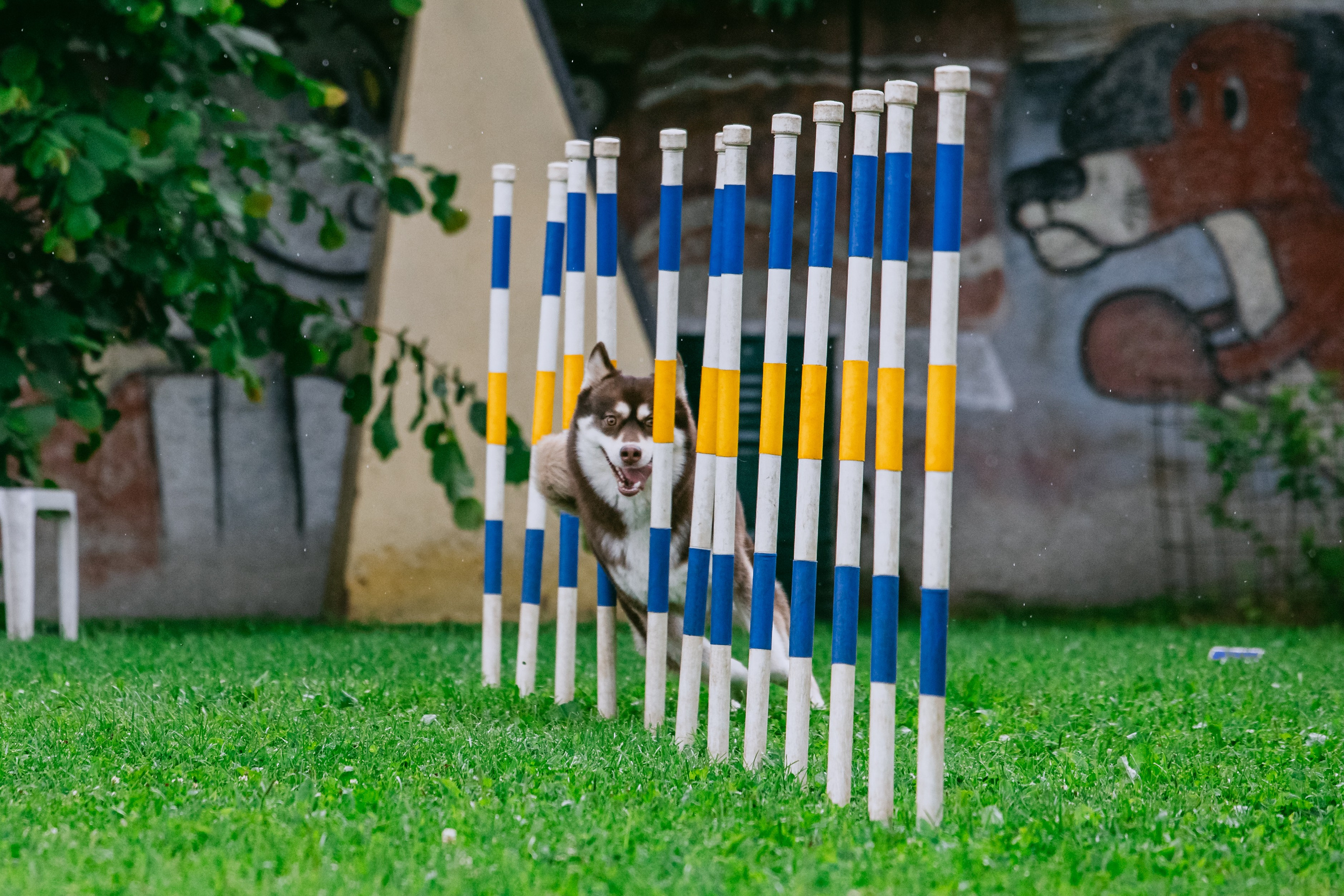 Соревнования по аджилити Долгопрудный 30.06.2025. Фотограф-анималист Татьяна Степанова