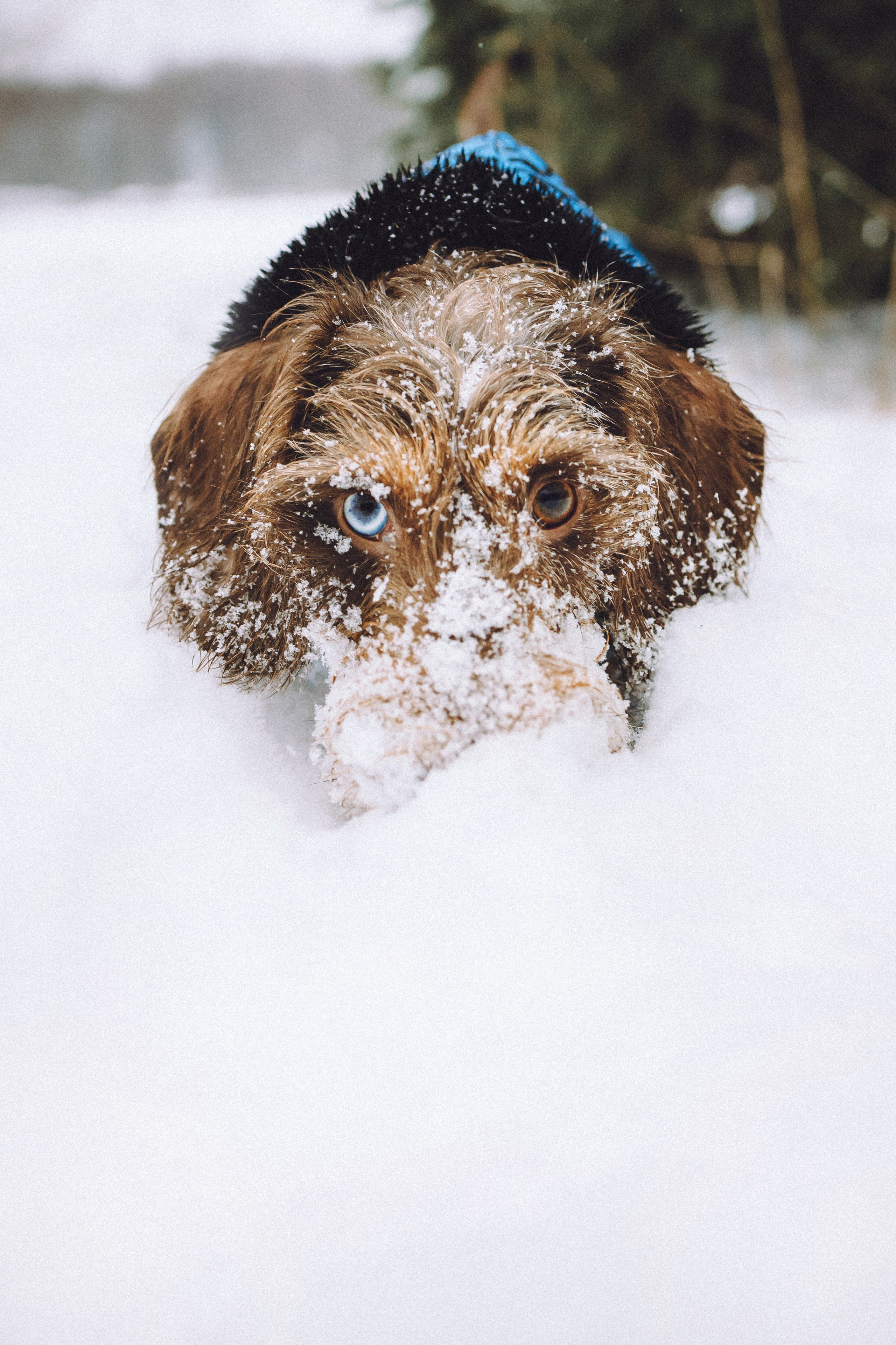 Каспер и его семья