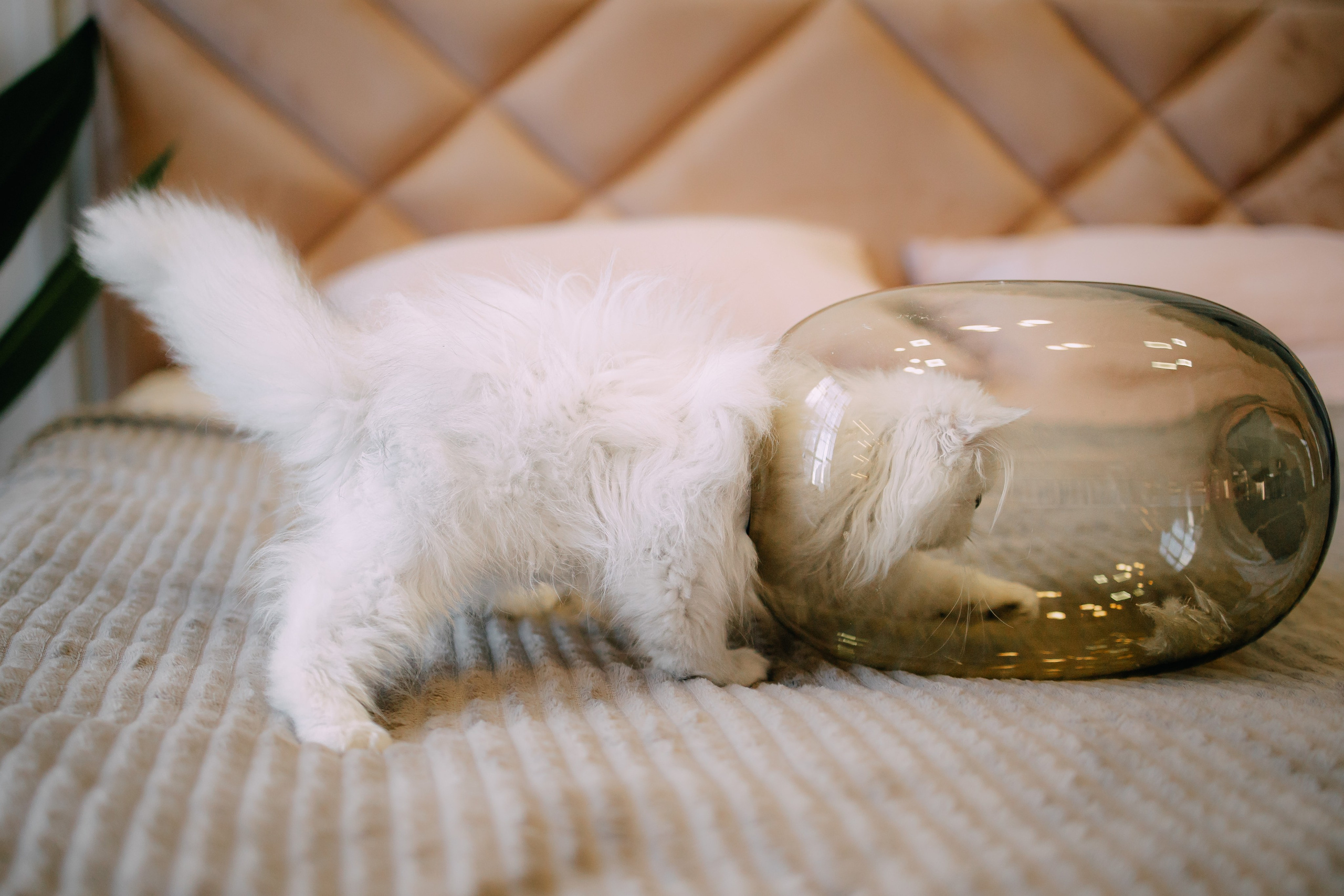 Султан, Мэй Мэй и Шанталь и их семья