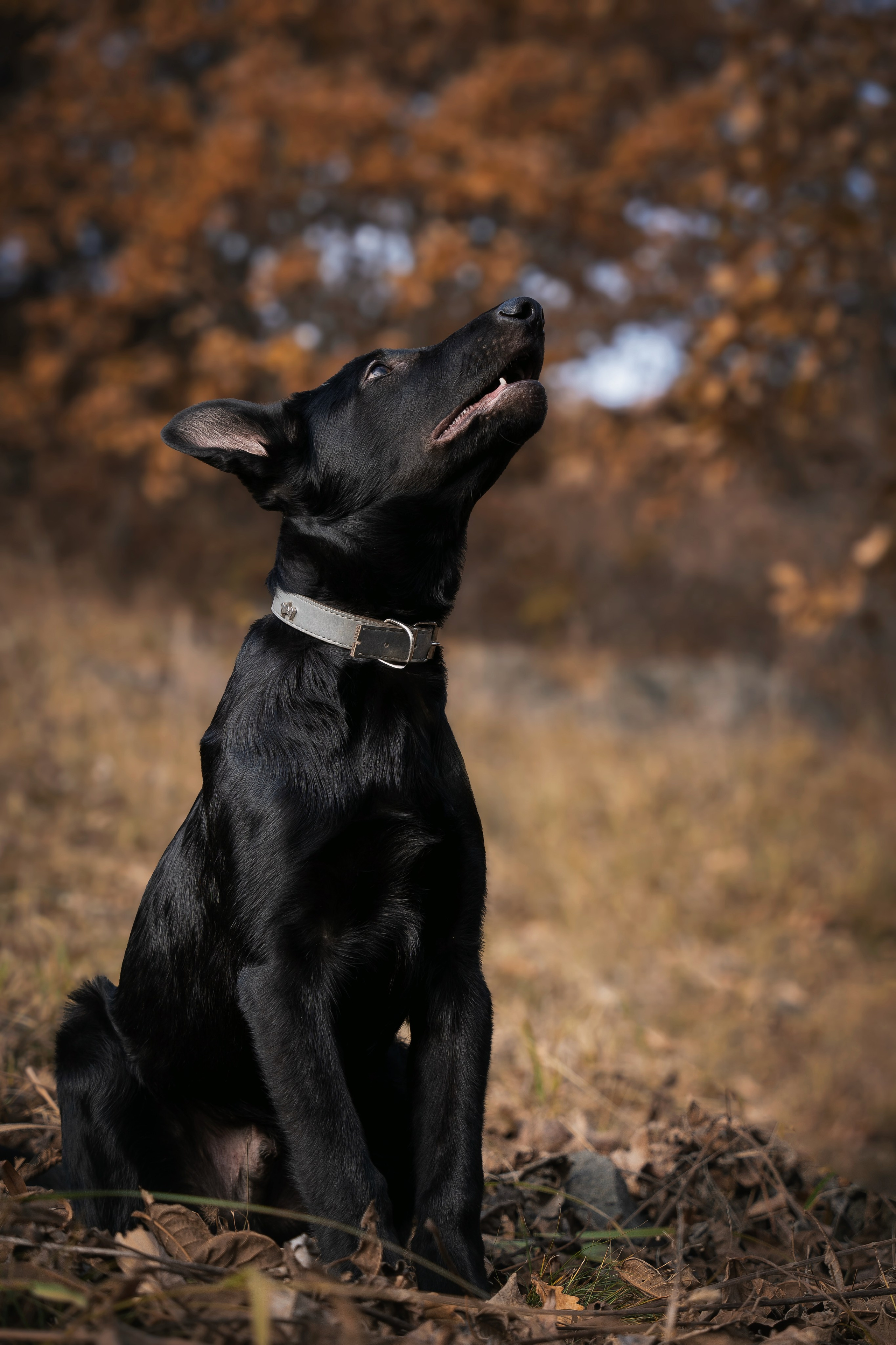 Щенки. Семейный фотограф анималист г. Находка