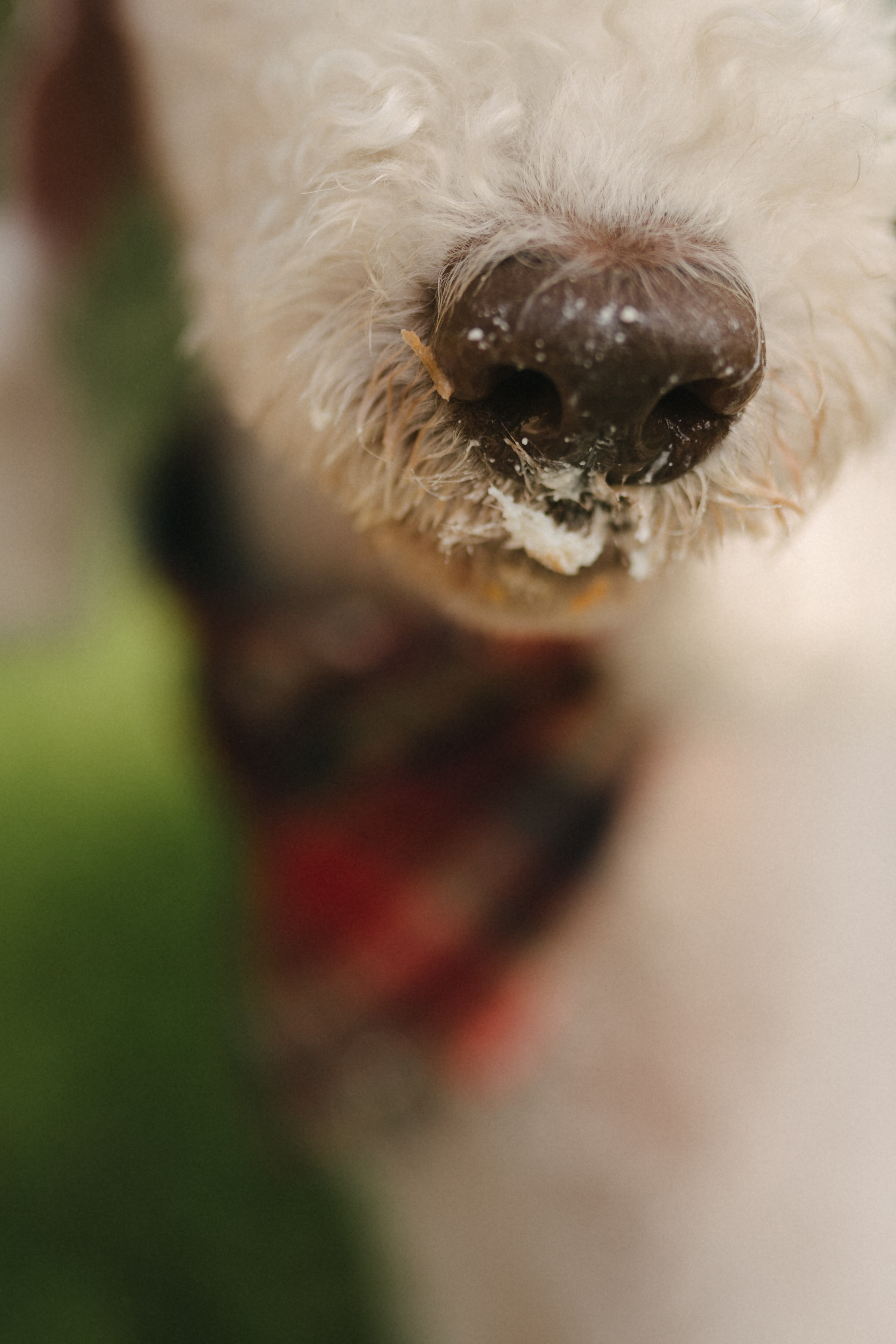 Лиза и Каспер. Фотограф анималист в Москве Ольга Агушева