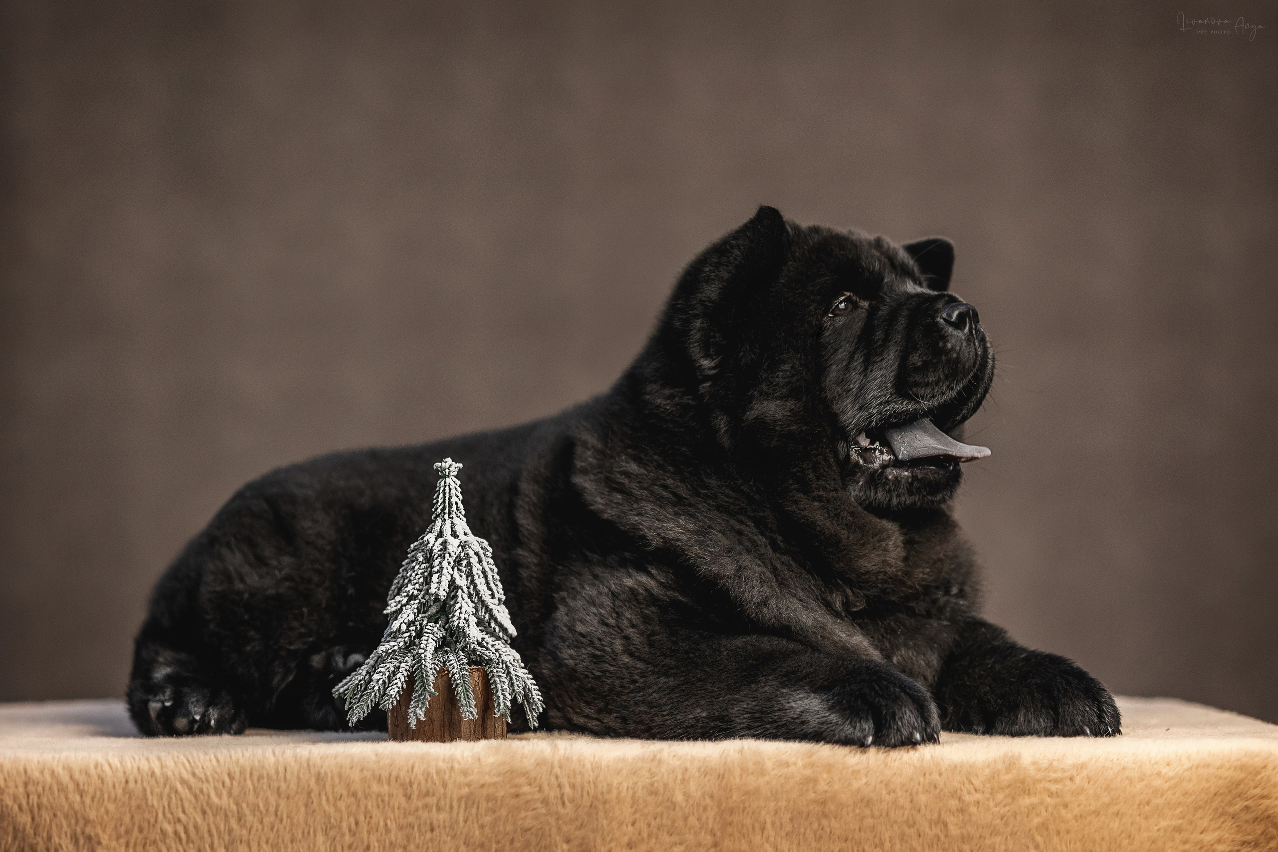 Чаушки. Фотограф анималист Аня Ливанова | Рыбинск