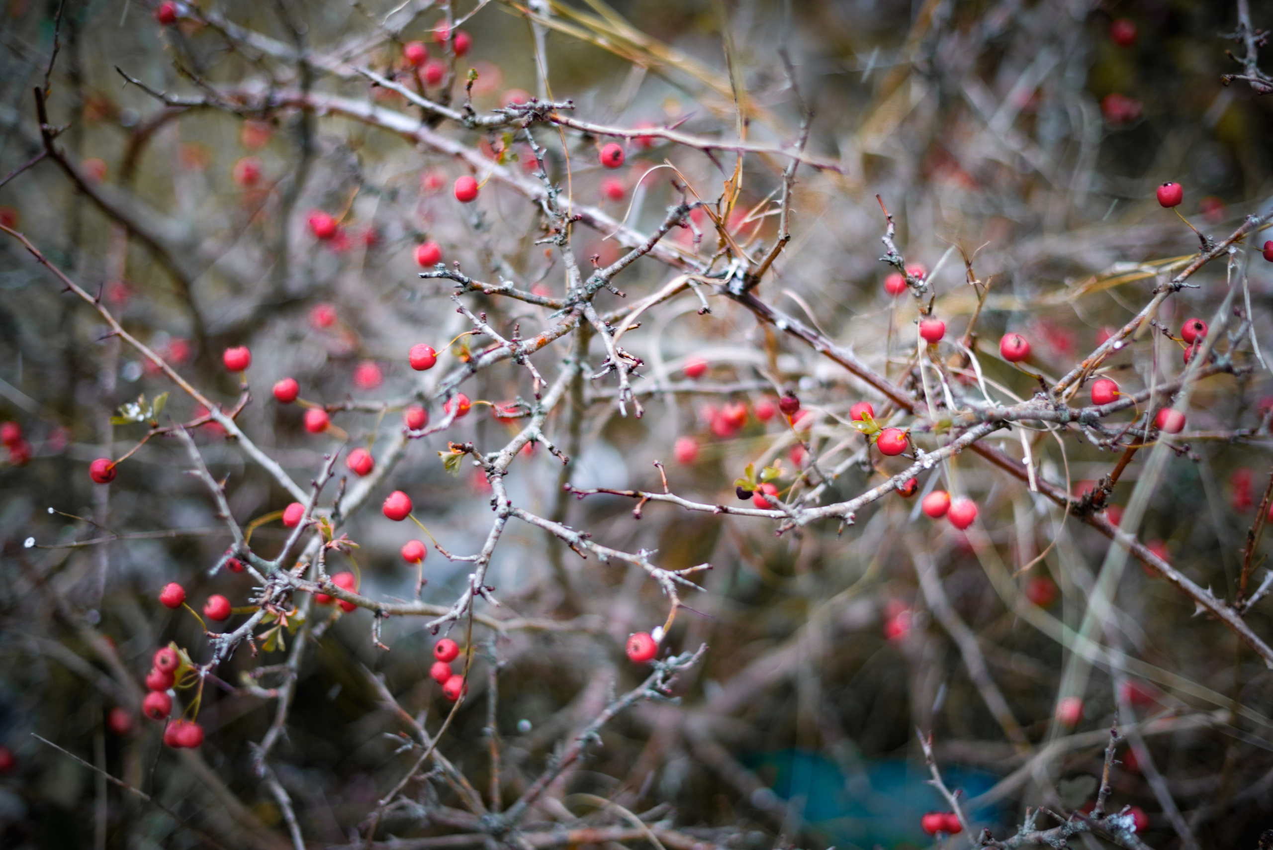 პირველი თოვლი. Портретный фотограф Денис Милютин