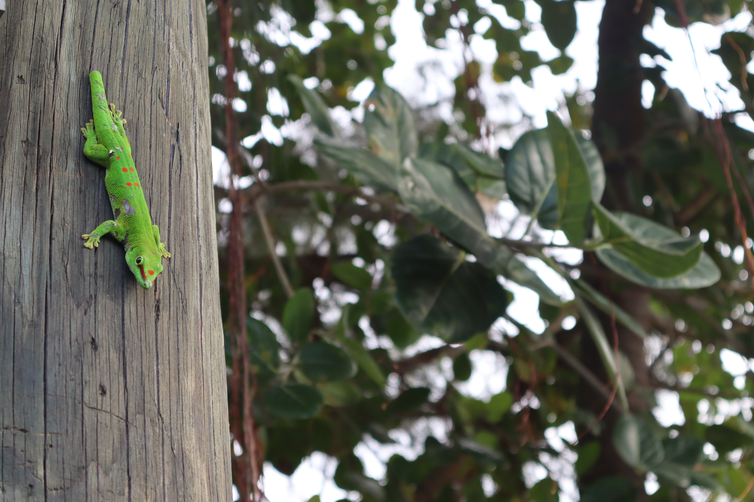 Путешествие на родину птицы додо. Travel photographer Ksenia