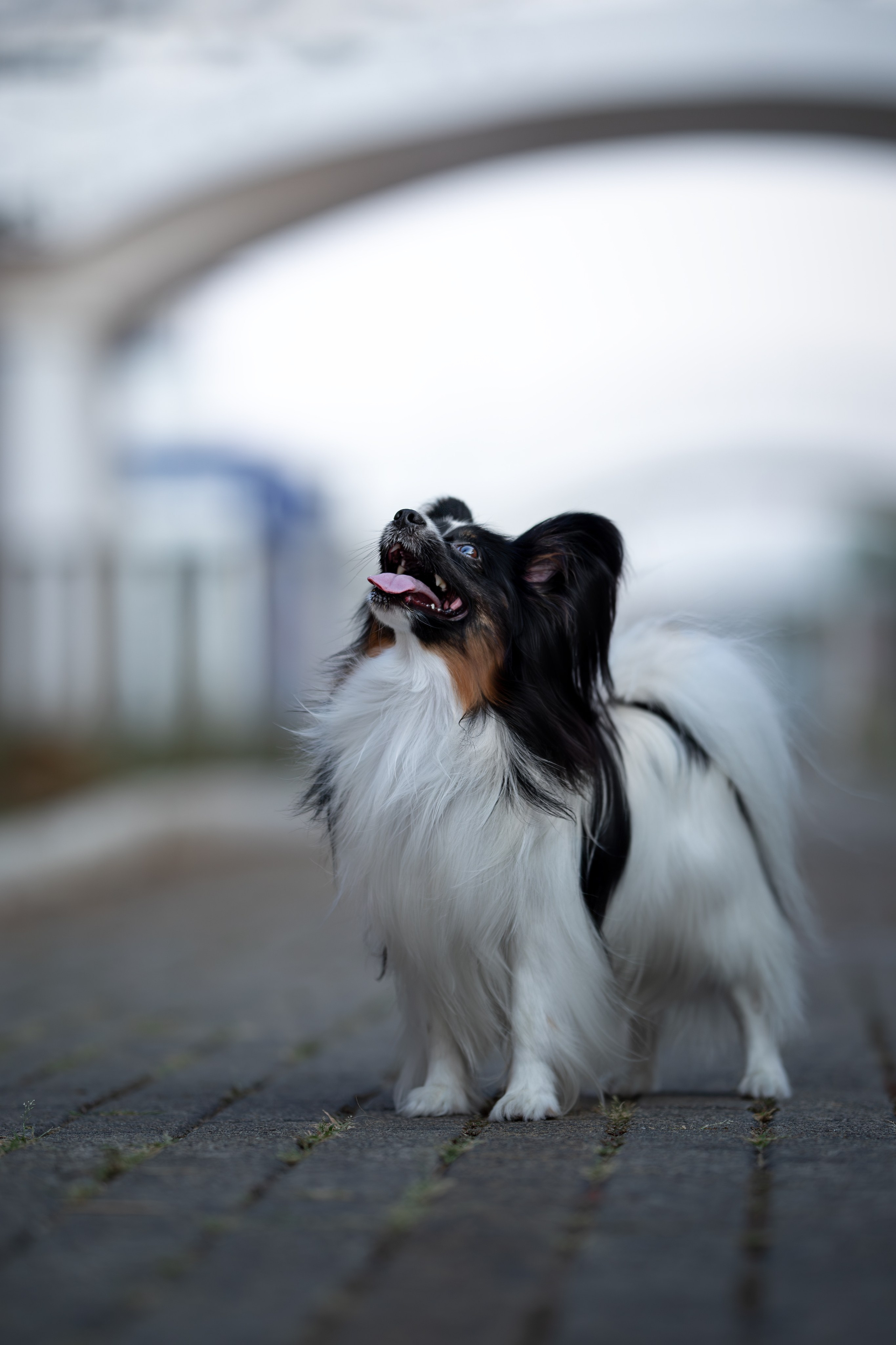 Бэйли, Папийон. Ирина Голомб|Фотограф-анималист в  Сочи и Калининграде