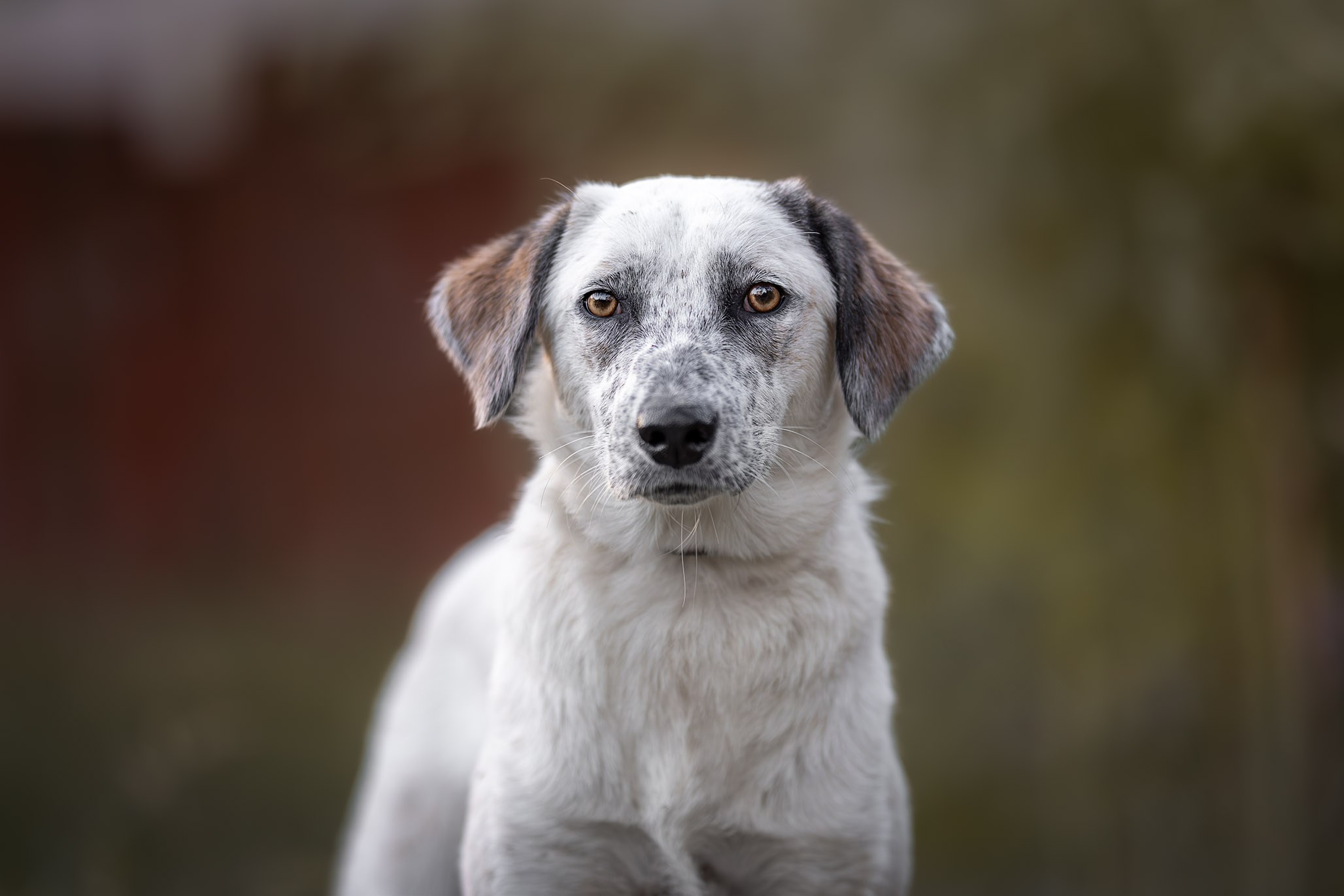 Кураторские питомцы из Веселого. Ирина Голомб|Фотограф-анималист в  Сочи и Калининграде