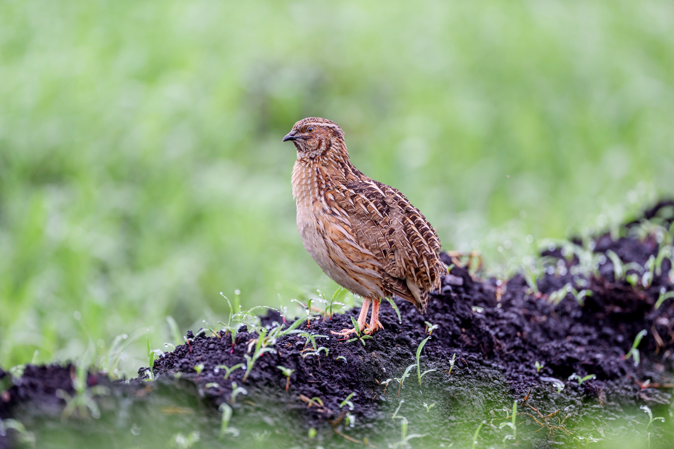 Перепела VII. Фотограф Сергей Пупонин