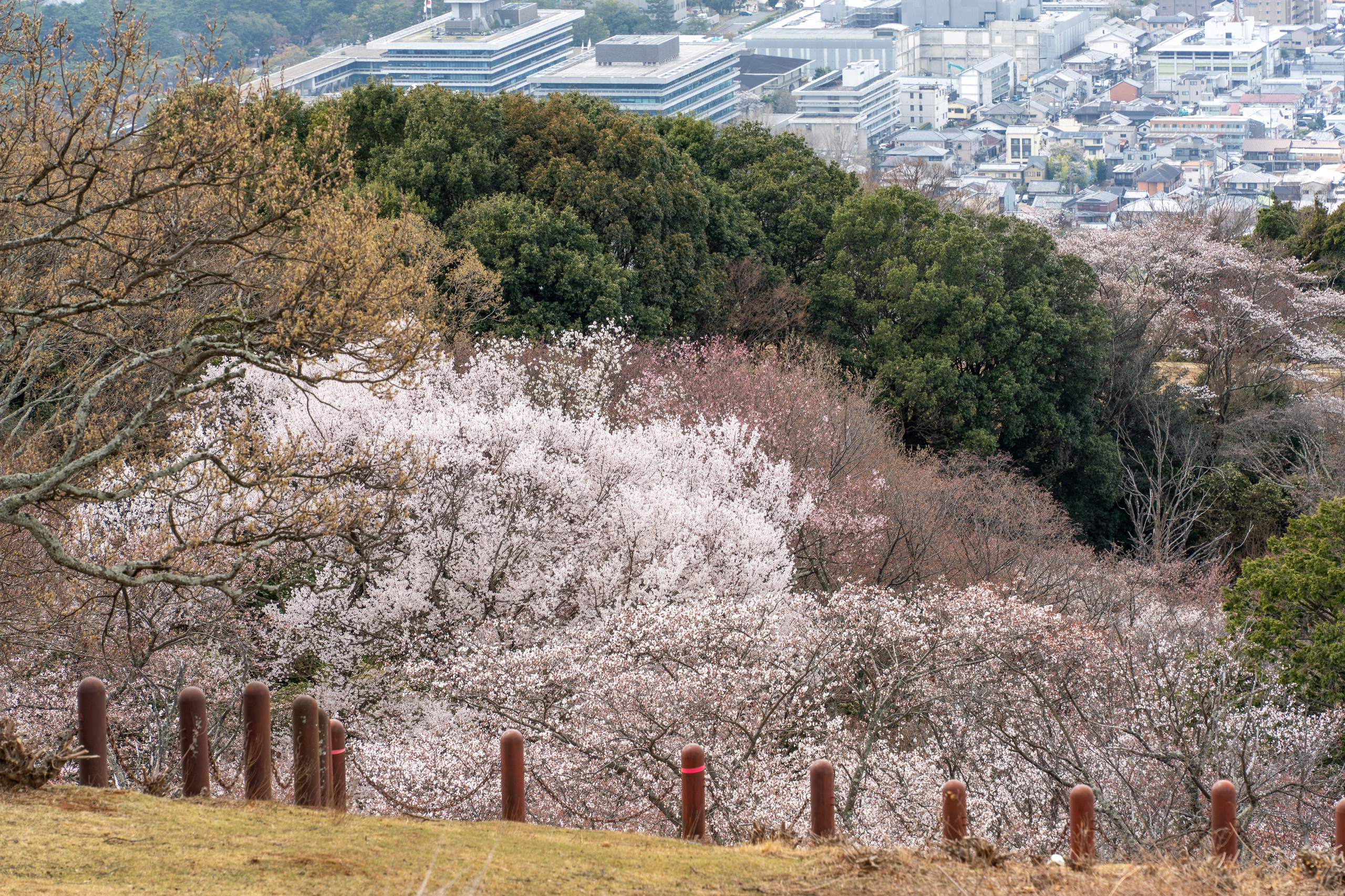 Япония, сакура. Творческие сьемки