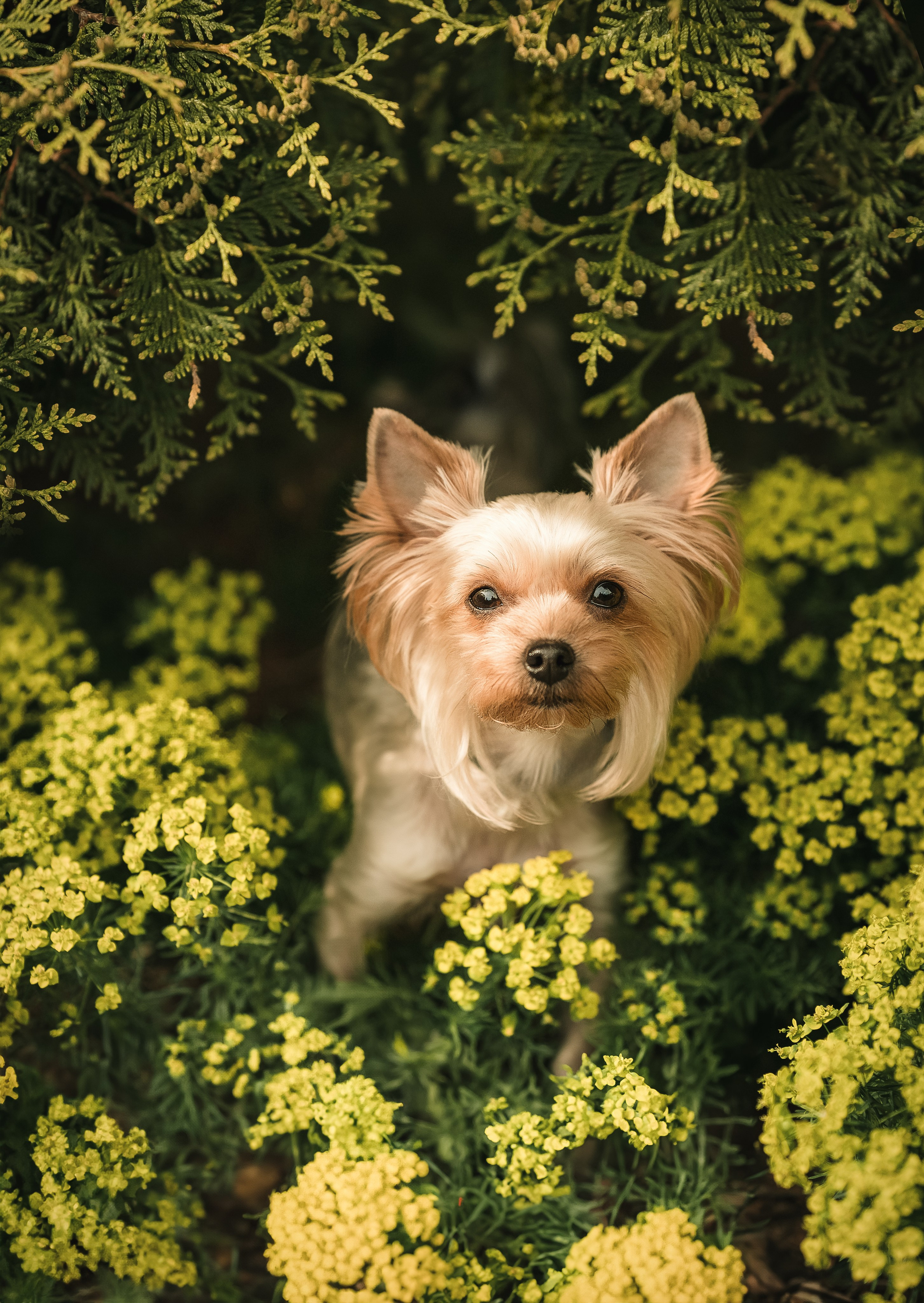Съёмка в мае в цвтении яблонь с собакой