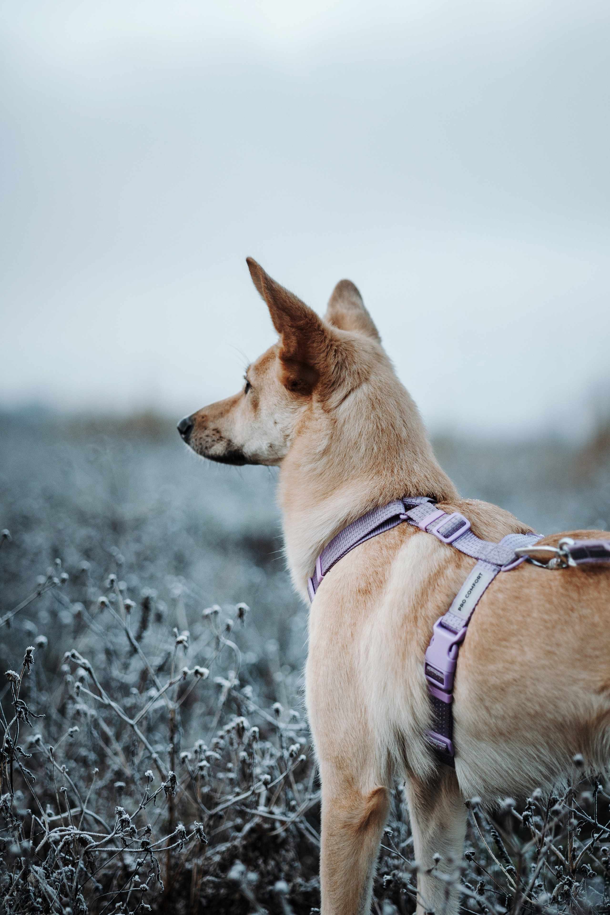 Юля и Джесси. Фотограф — Анималист | Санкт-Петербург