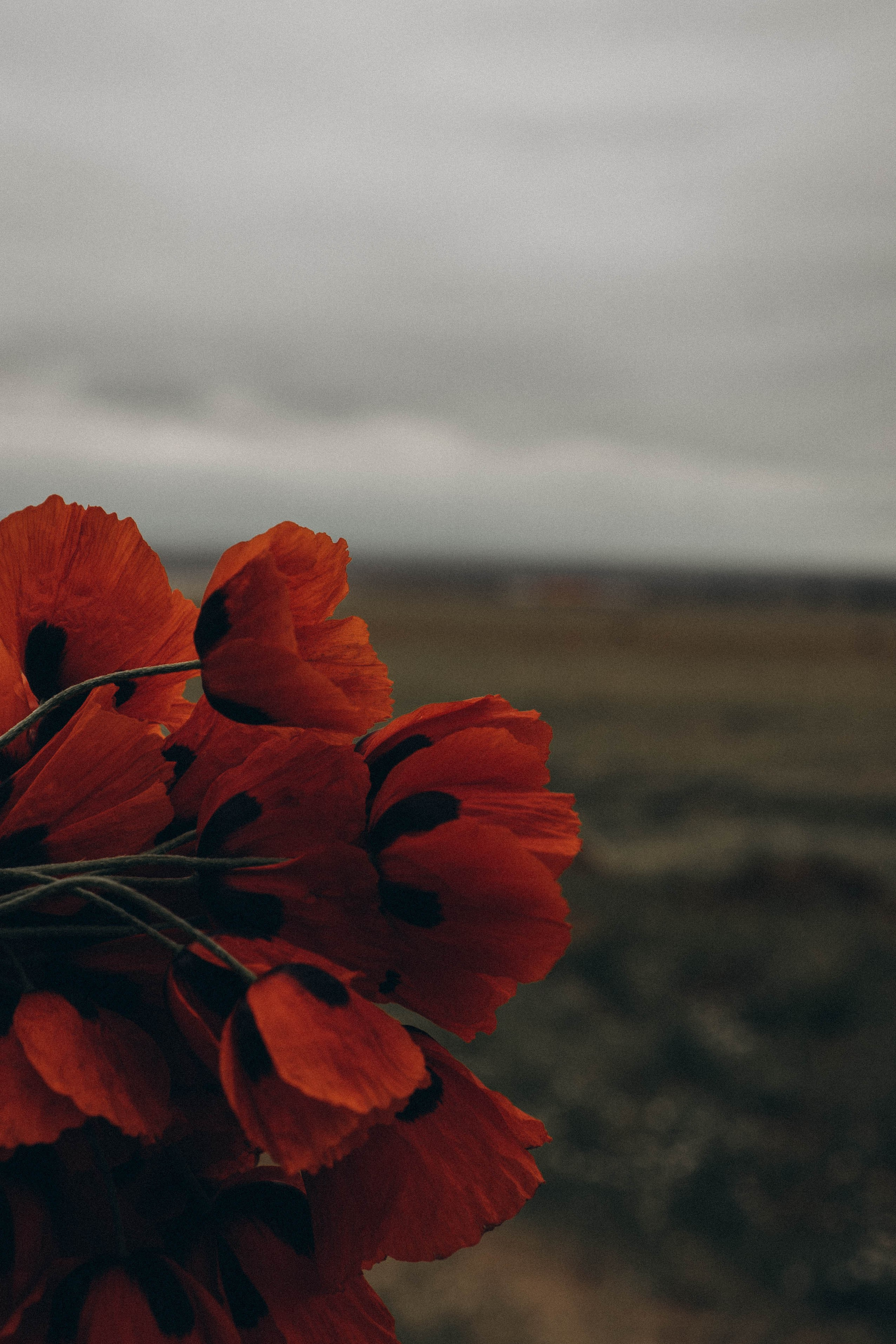 Кавказ. Профессиональный фотограф, Санкт-Петербург — Виктория Богомолова