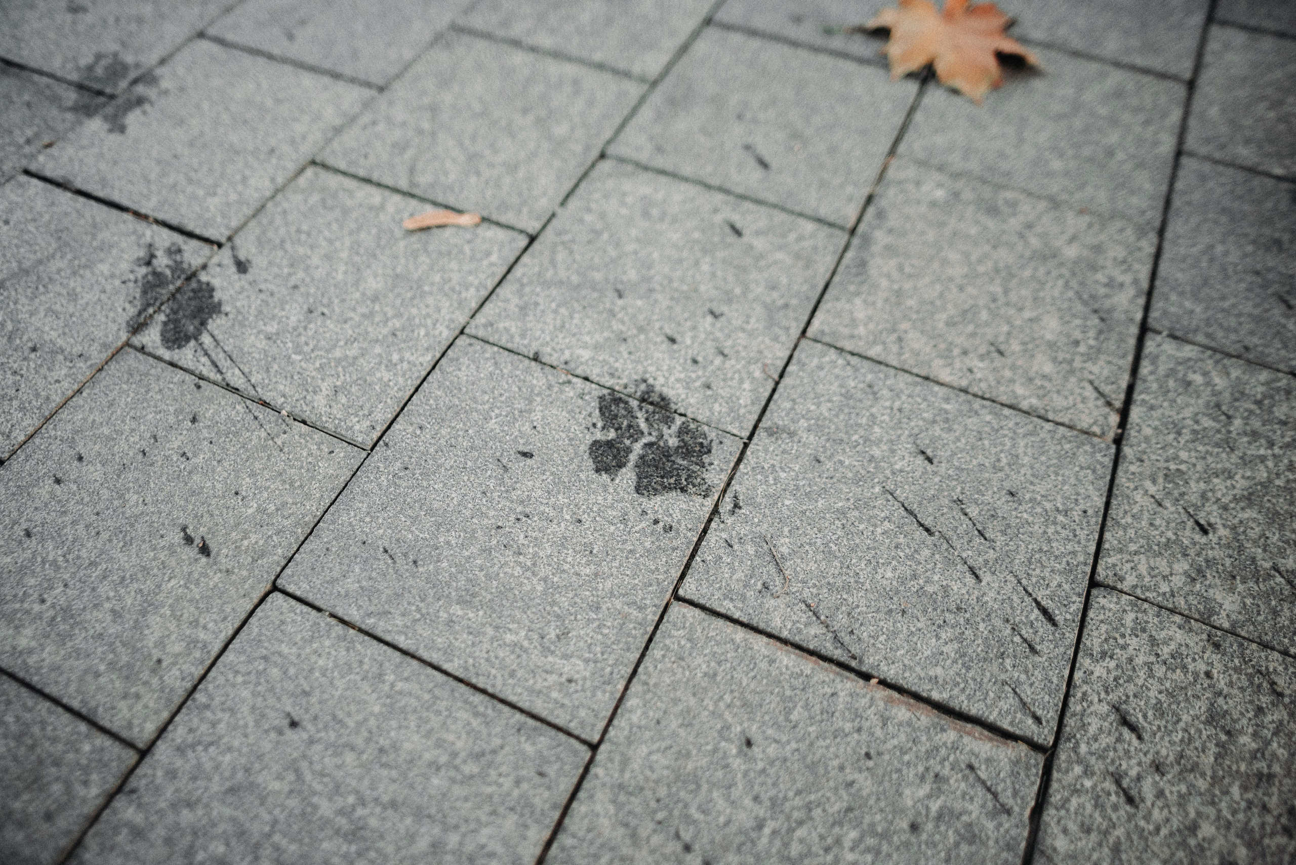 Диана и Робин. Фотограф-анималист Богданова Полина