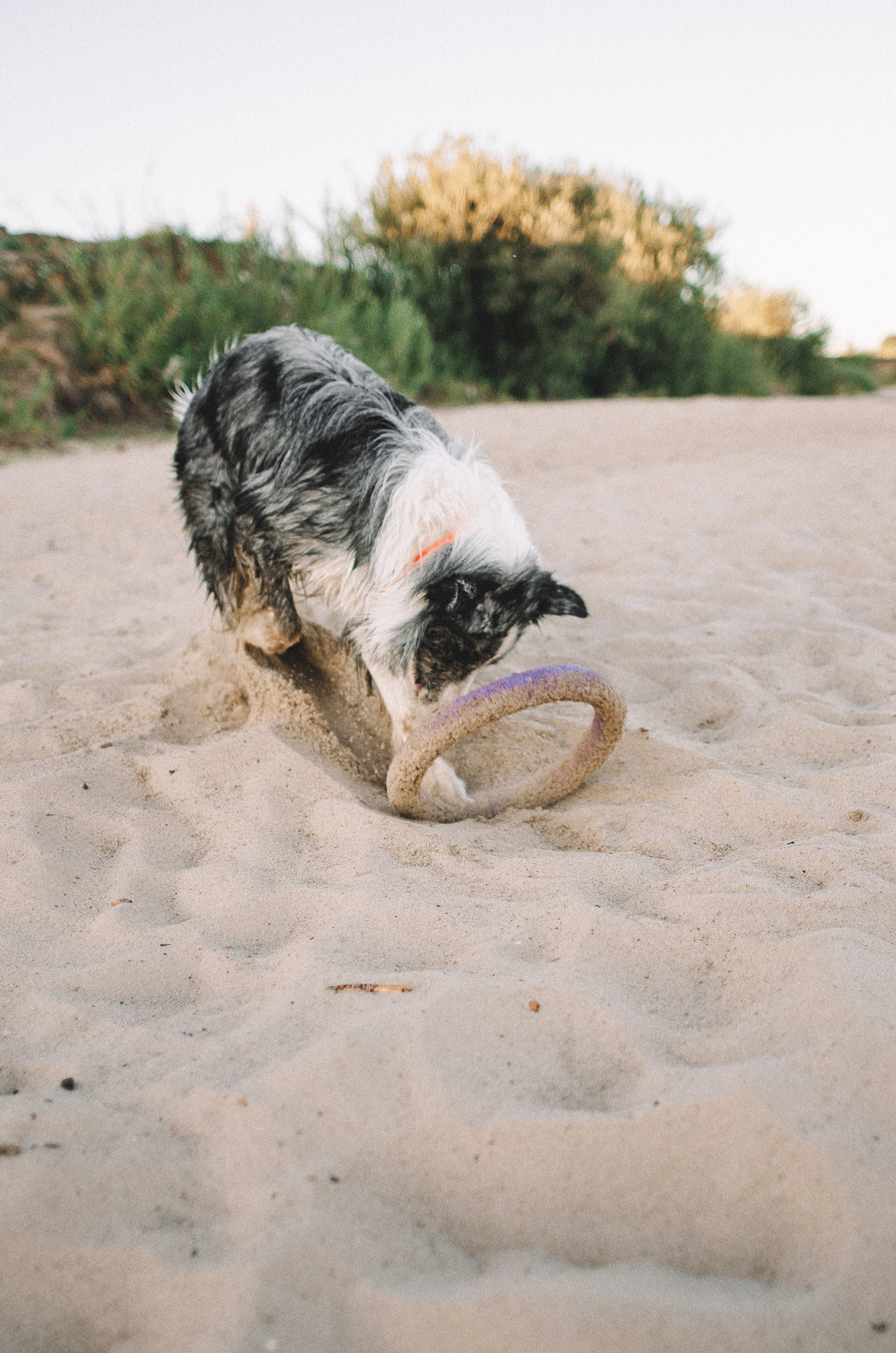 Таня и Бриллиант. Фотограф-анималист Богданова Полина