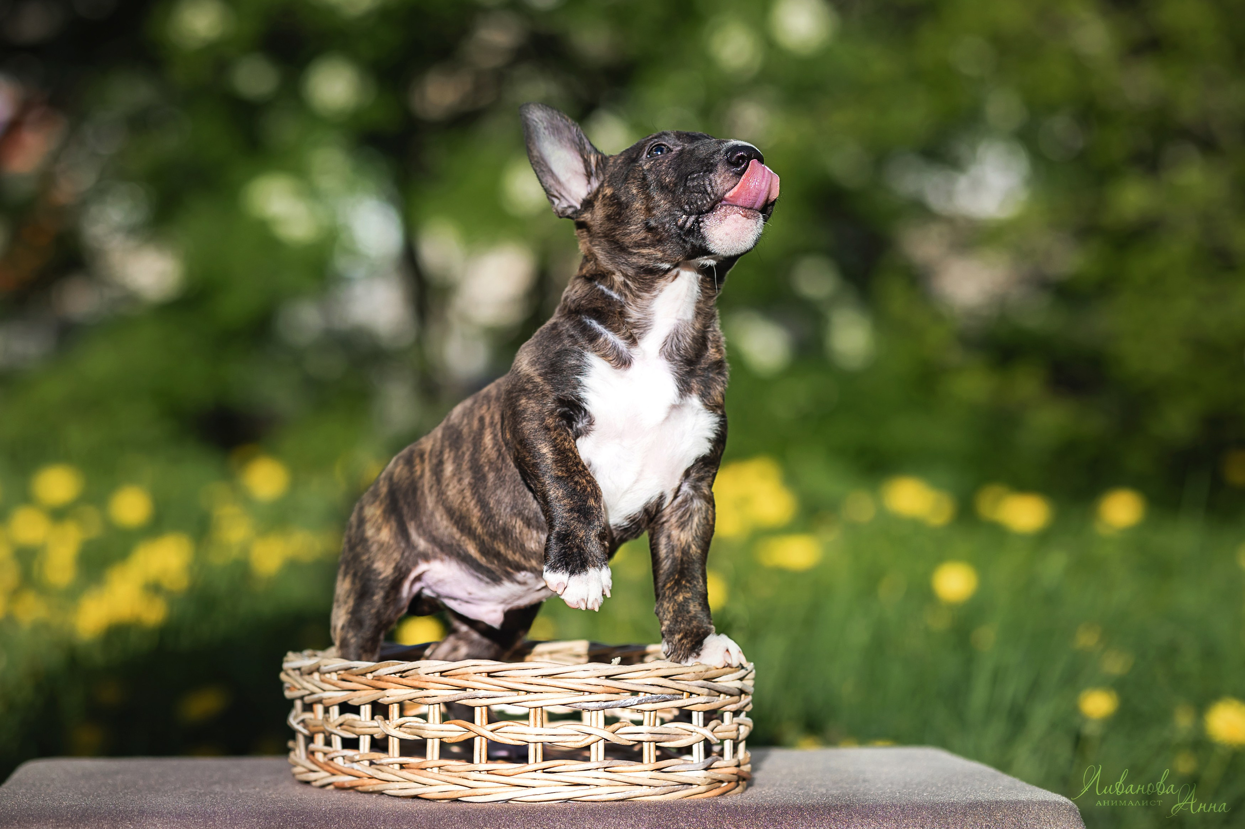 Минибультерьерчики. Фотограф анималист Аня Ливанова | Рыбинск
